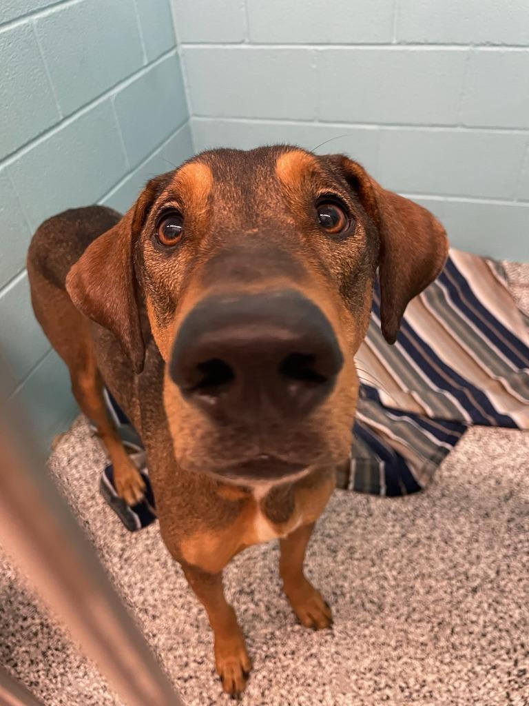 Pancho, Adoptable, Adult Male Hound.