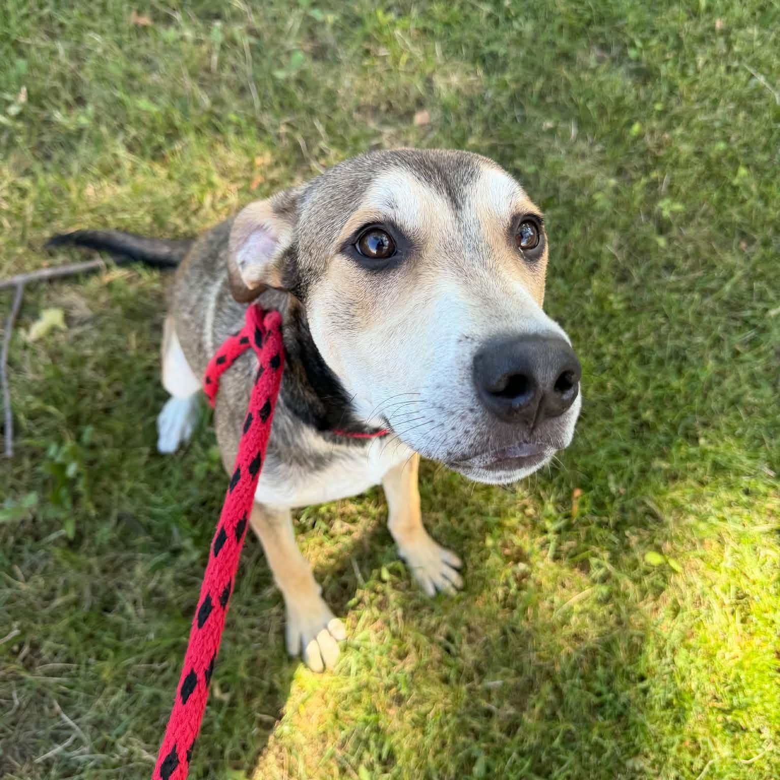 Pippin, Adoptable, Puppy Male Shepherd.