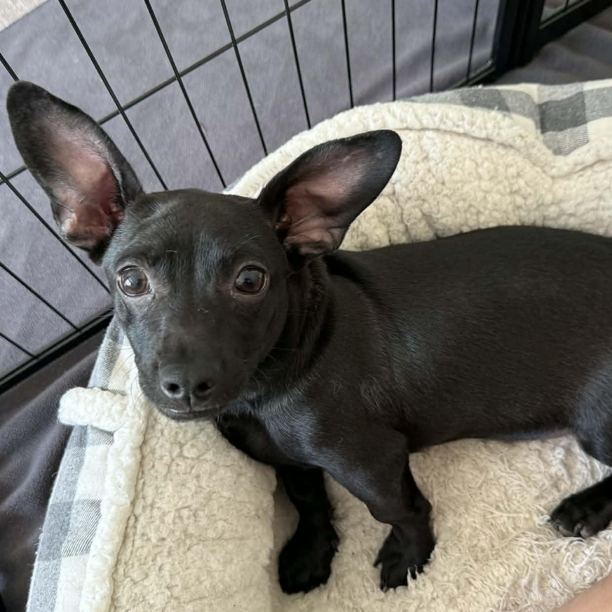 Jaxson, adopted, Young Male Dachshund & Chihuahua.
