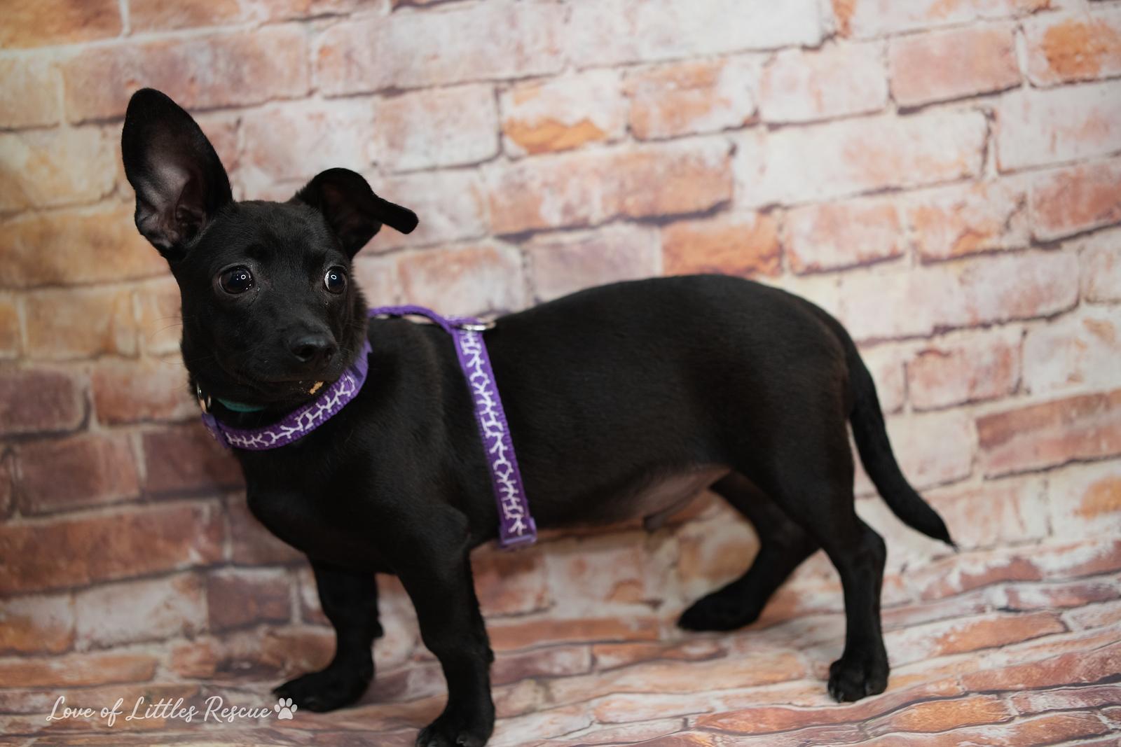 Enlarge Jaxson, an adopted mixed breed in Christiansburg, VA image 3/5