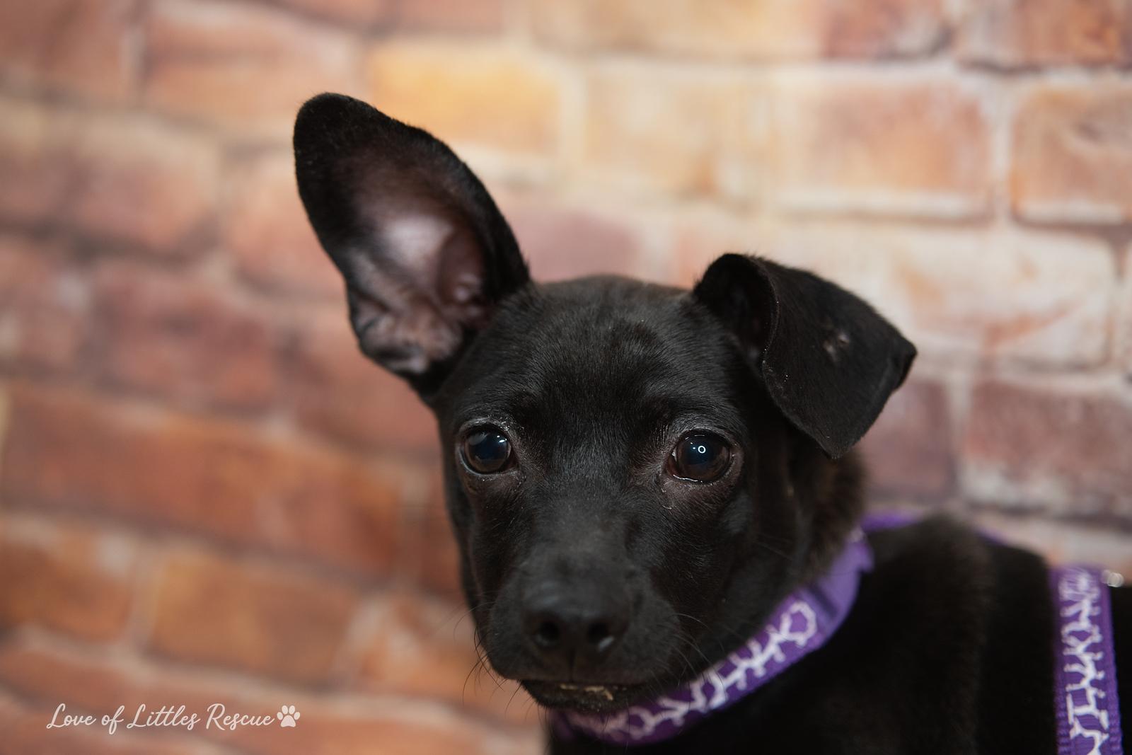 Enlarge Jaxson, an adopted mixed breed in Christiansburg, VA image 2/5