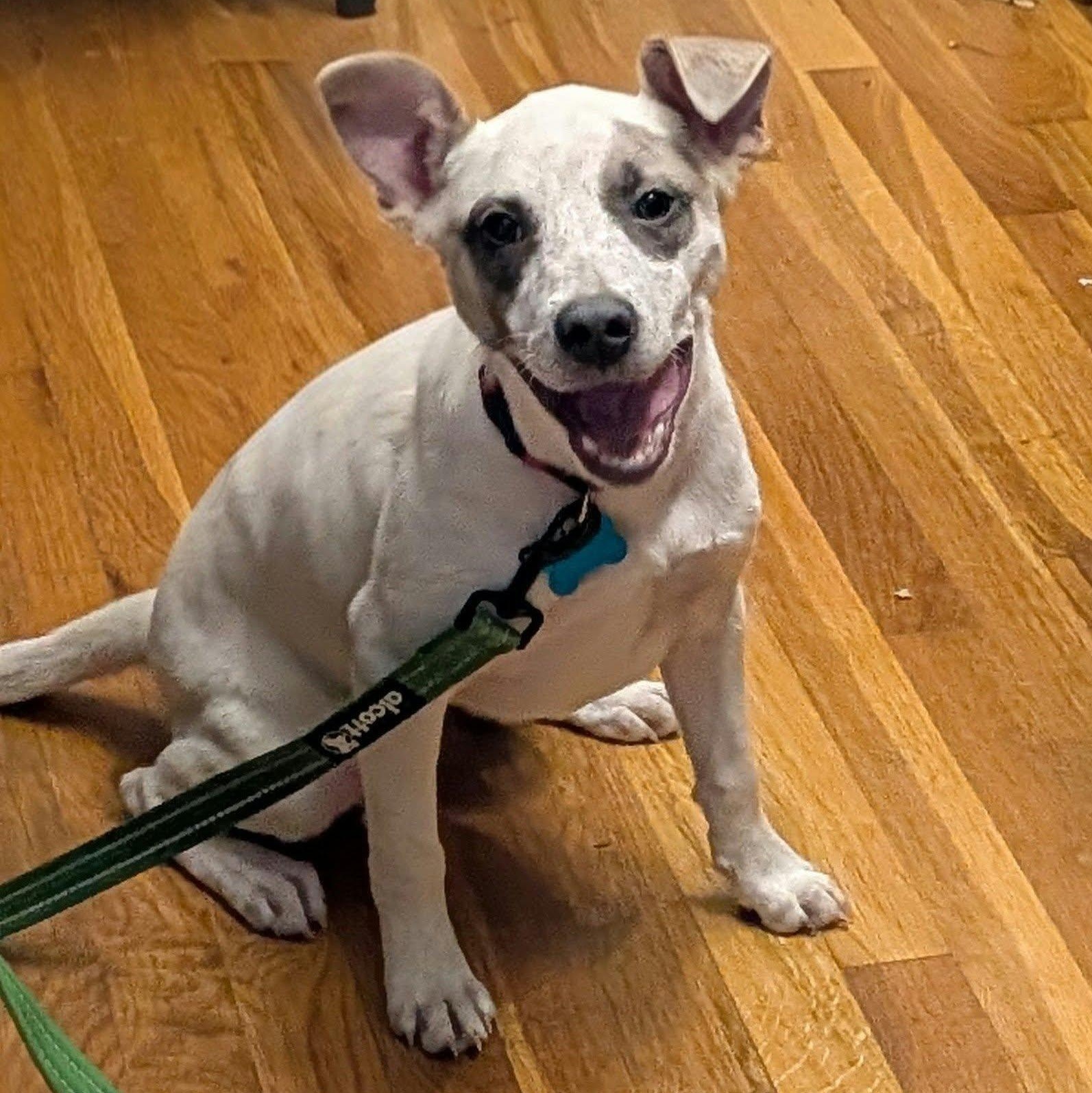 Enlarge Cookie, a Adoptable mixed breed in Minneapolis, MN image 2/4