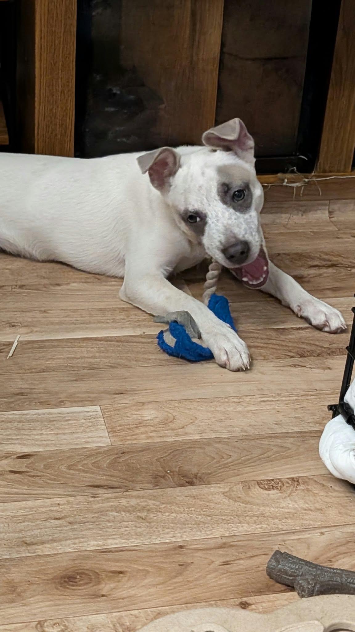 Enlarge Cookie, a Adoptable mixed breed in Minneapolis, MN image 4/4