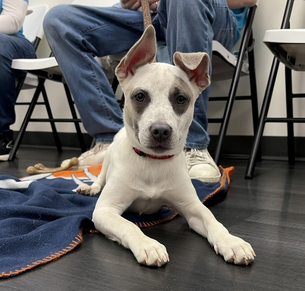 Enlarge Cookie, a Adoptable mixed breed in Minneapolis, MN image 1/4