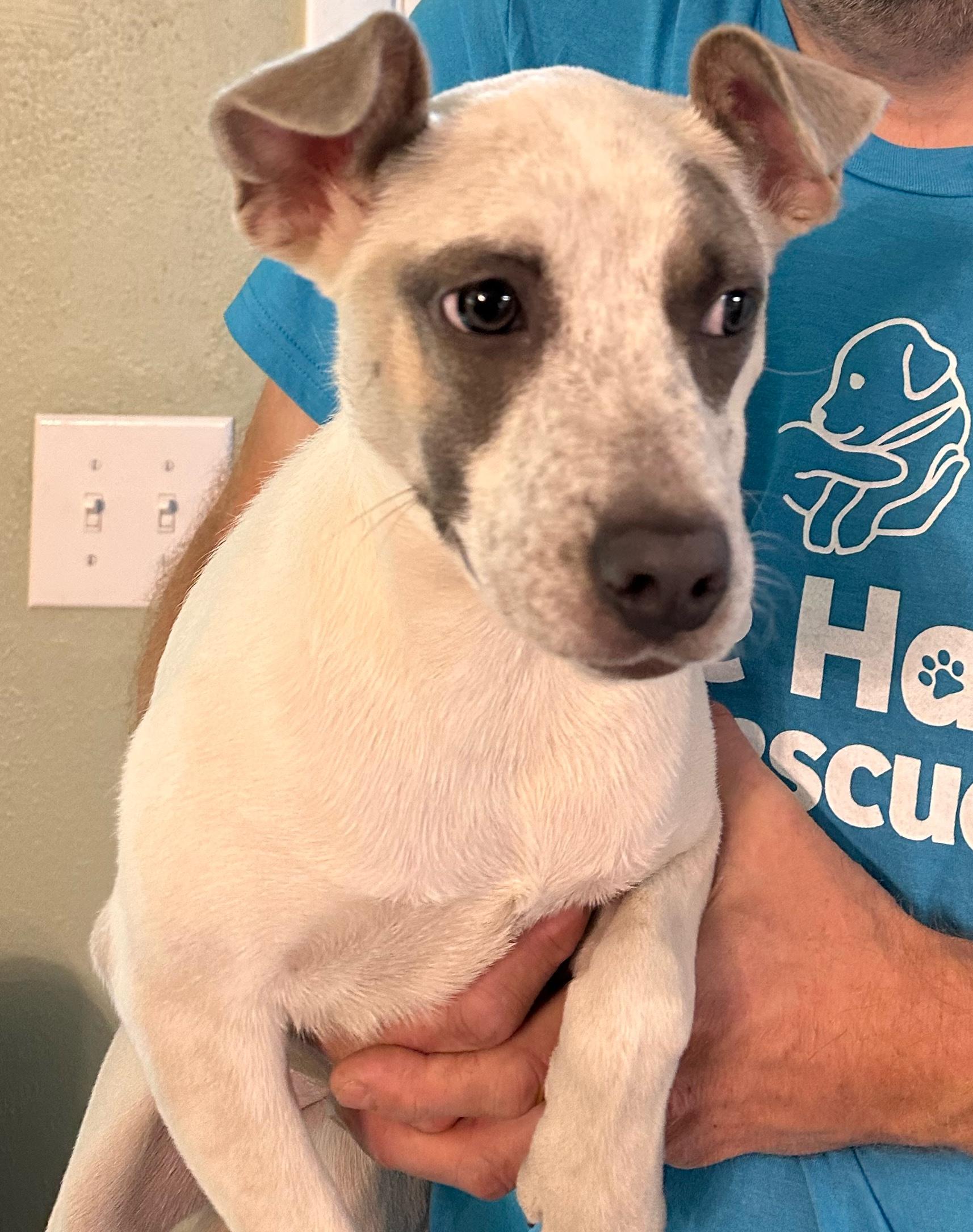 Enlarge Cookie, a Adoptable mixed breed in Minneapolis, MN image 3/4