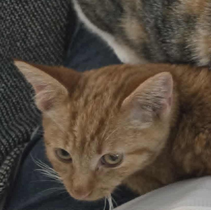 Atticus, a Adoptable Tiger in Fulton, NY image 2/3