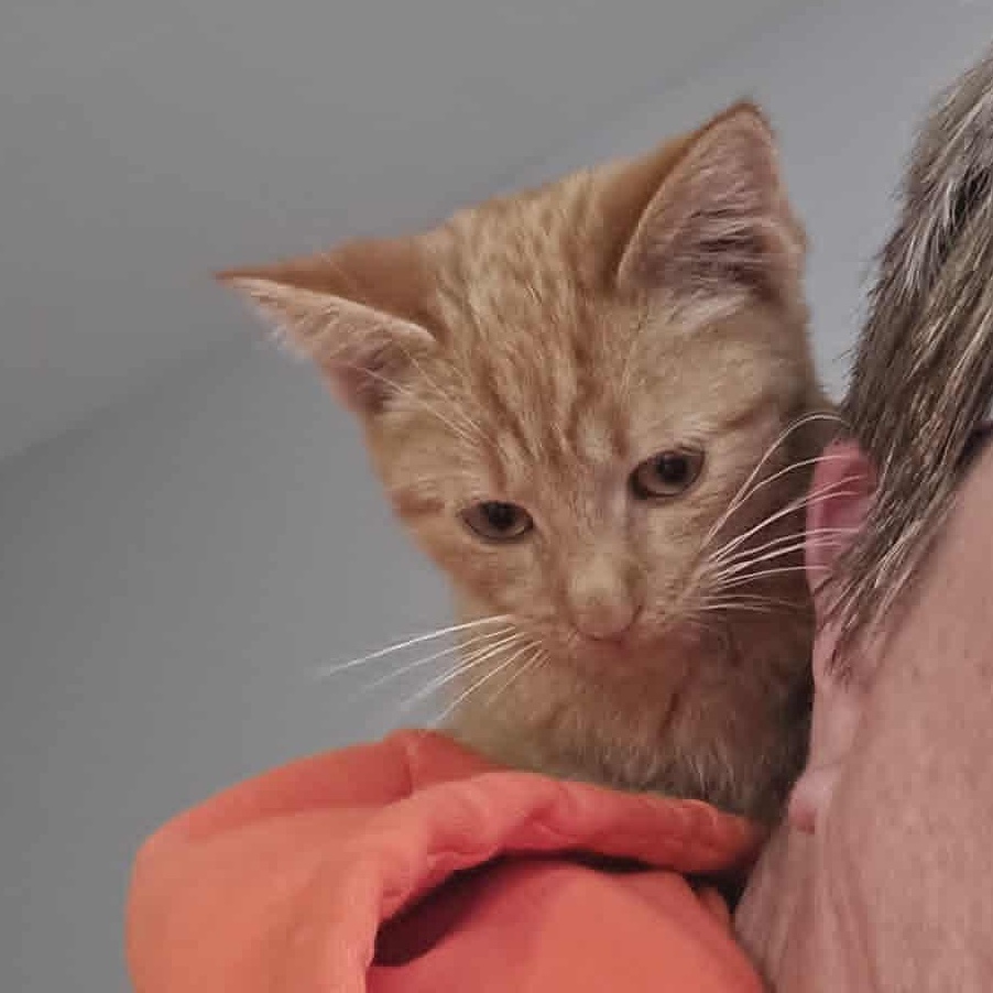 Atticus, a Adoptable Tiger in Fulton, NY image 3/3