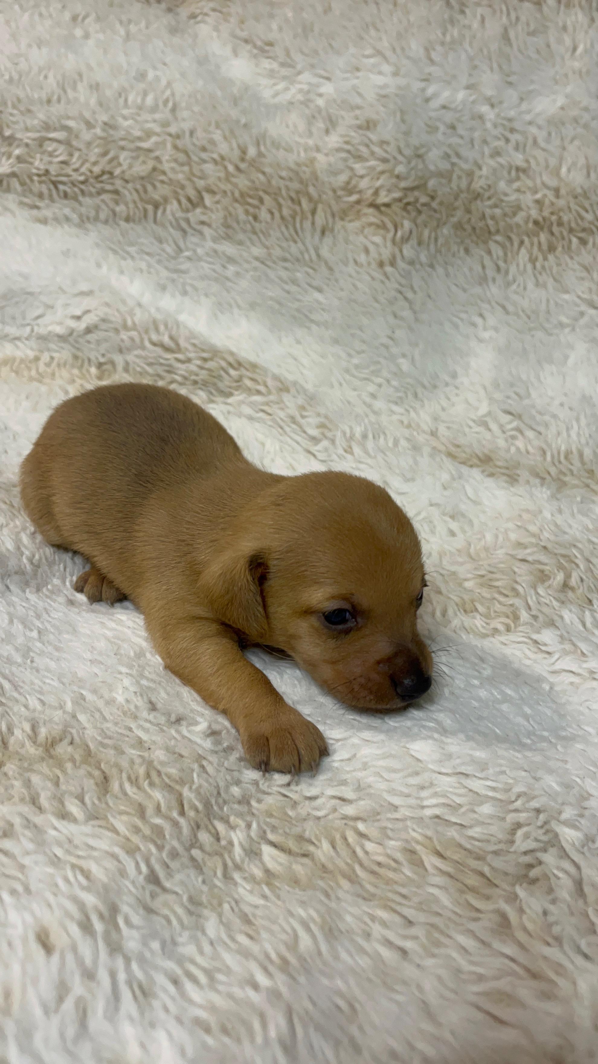 Graham cracker, adopted, Puppy Male Dachshund.
