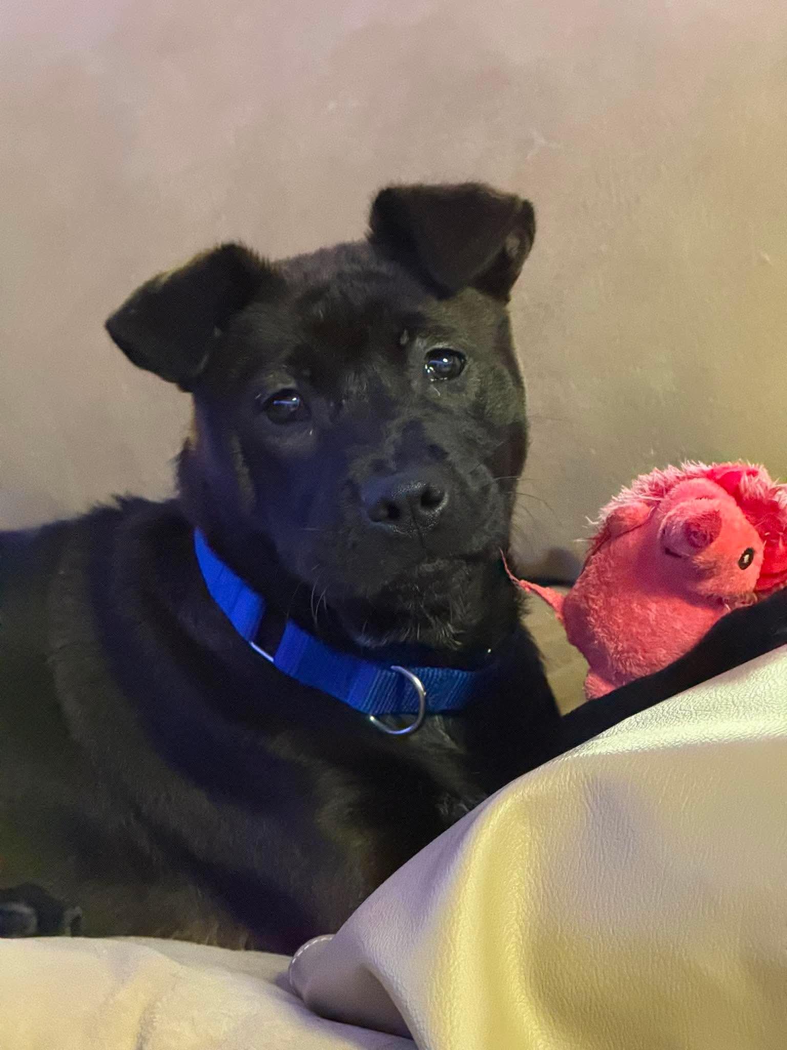 Enlarge Winnie, a ADOPTABLE mixed breed in Griswold, CT image 2/4