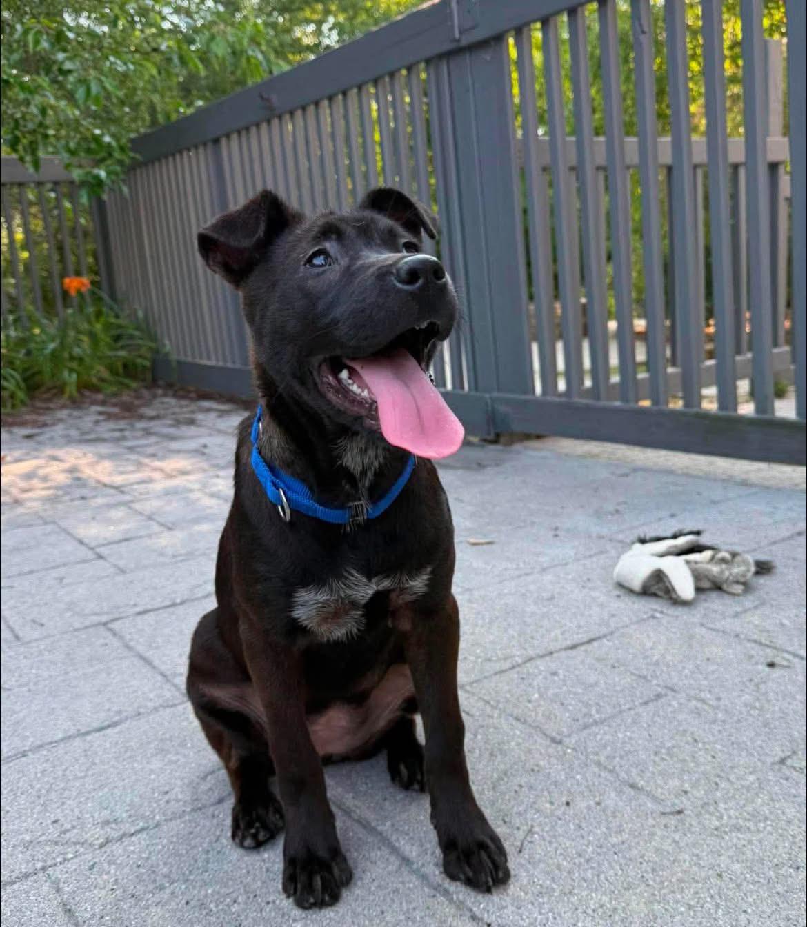 Enlarge Winnie, a ADOPTABLE mixed breed in Griswold, CT image 3/4