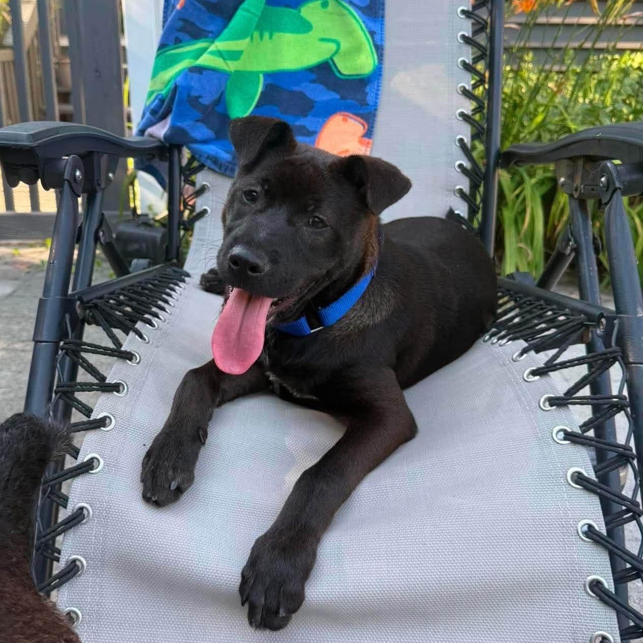 Enlarge Winnie, a ADOPTABLE mixed breed in Griswold, CT image 1/4