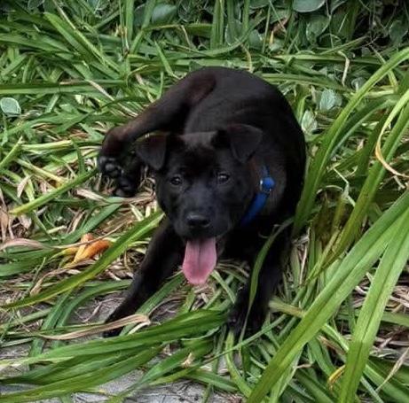 Enlarge Winnie, a ADOPTABLE mixed breed in Griswold, CT image 4/4