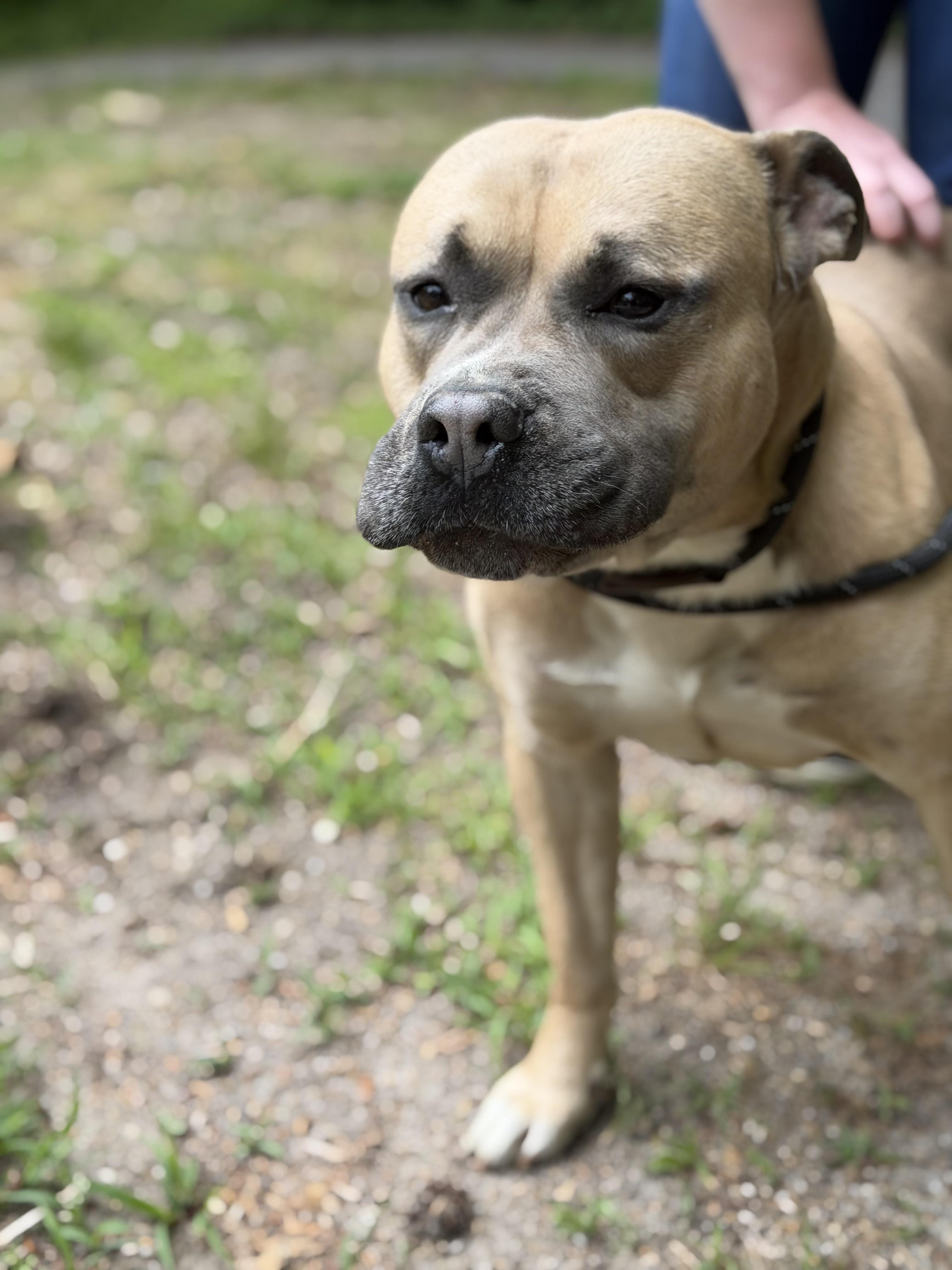 Enlarge Danny Boy, an adopted mixed breed in Petersburg, VA image 6/6