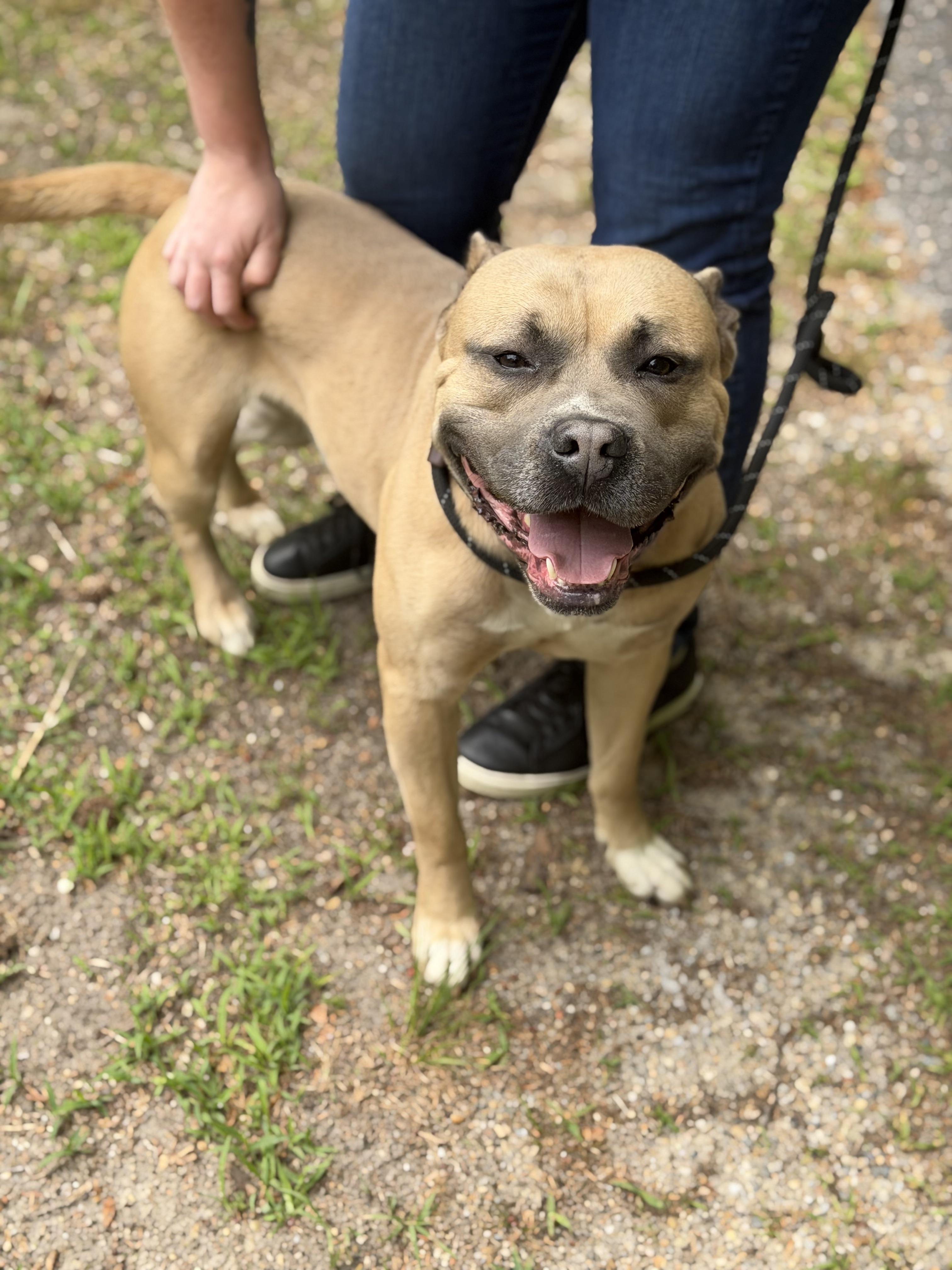 Enlarge Danny Boy, an adopted mixed breed in Petersburg, VA image 4/6
