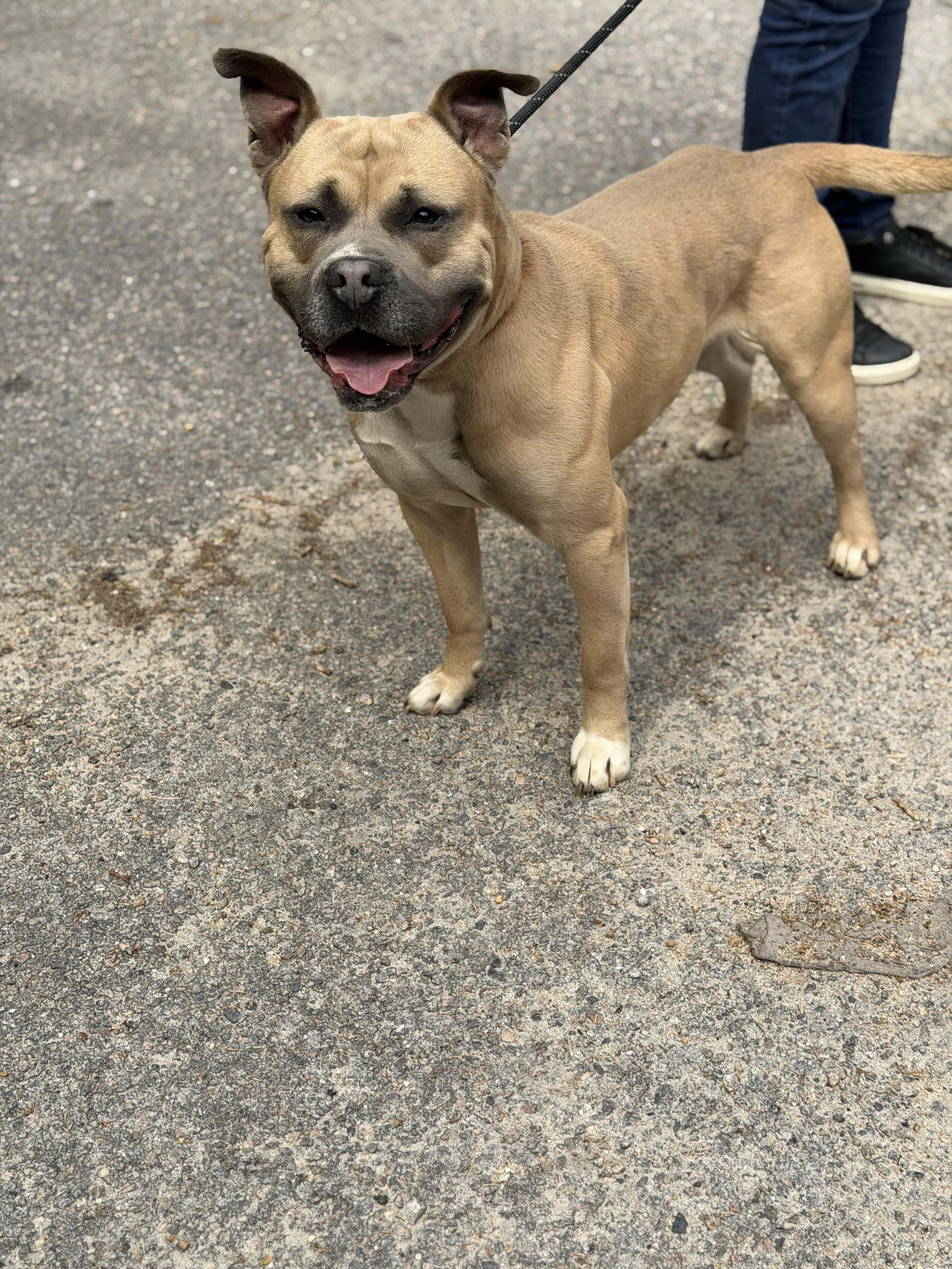 Enlarge Danny Boy, an adopted mixed breed in Petersburg, VA image 5/6
