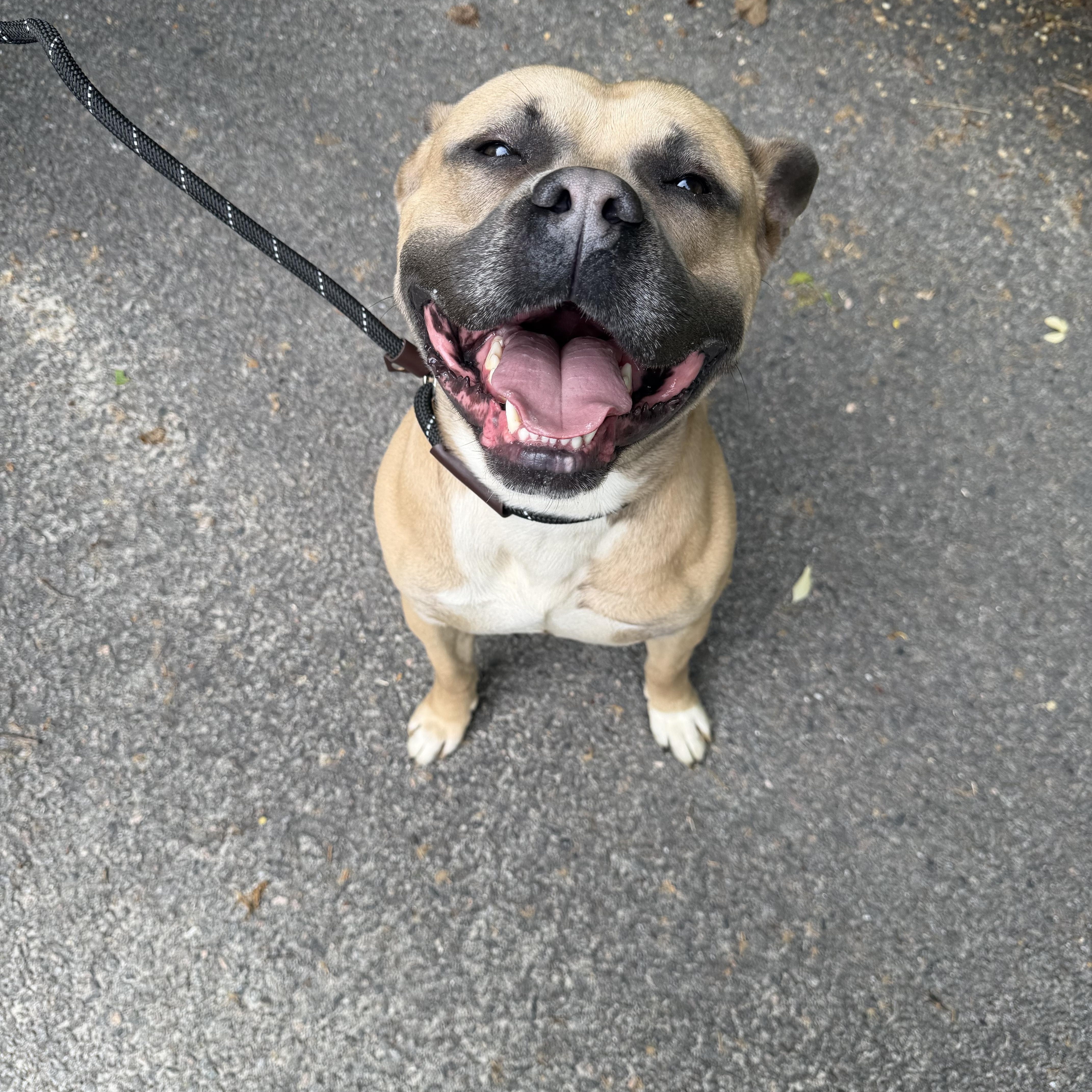 Enlarge Danny Boy, an adopted mixed breed in Petersburg, VA image 2/6