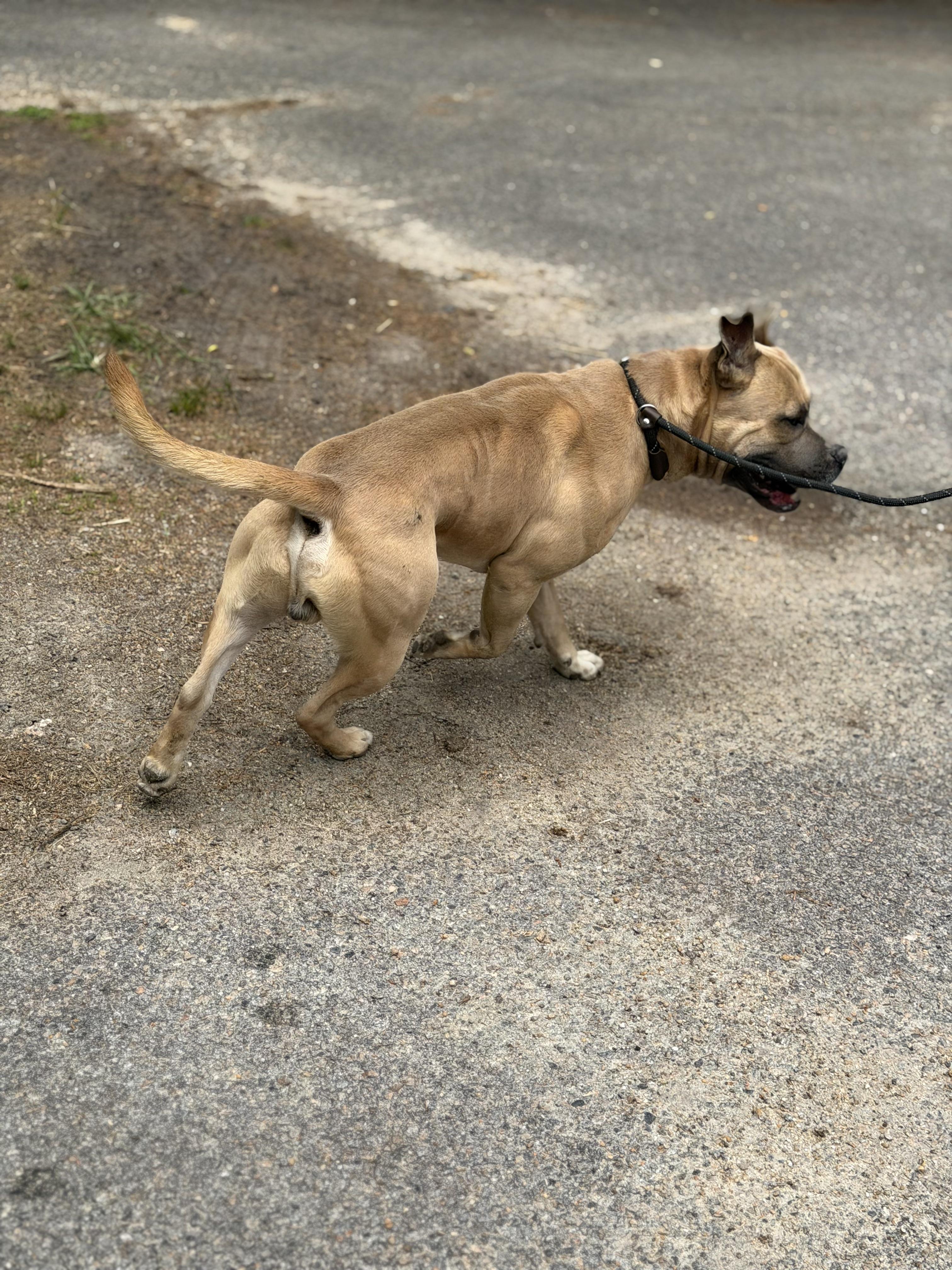 Enlarge Danny Boy, an adopted mixed breed in Petersburg, VA image 3/6
