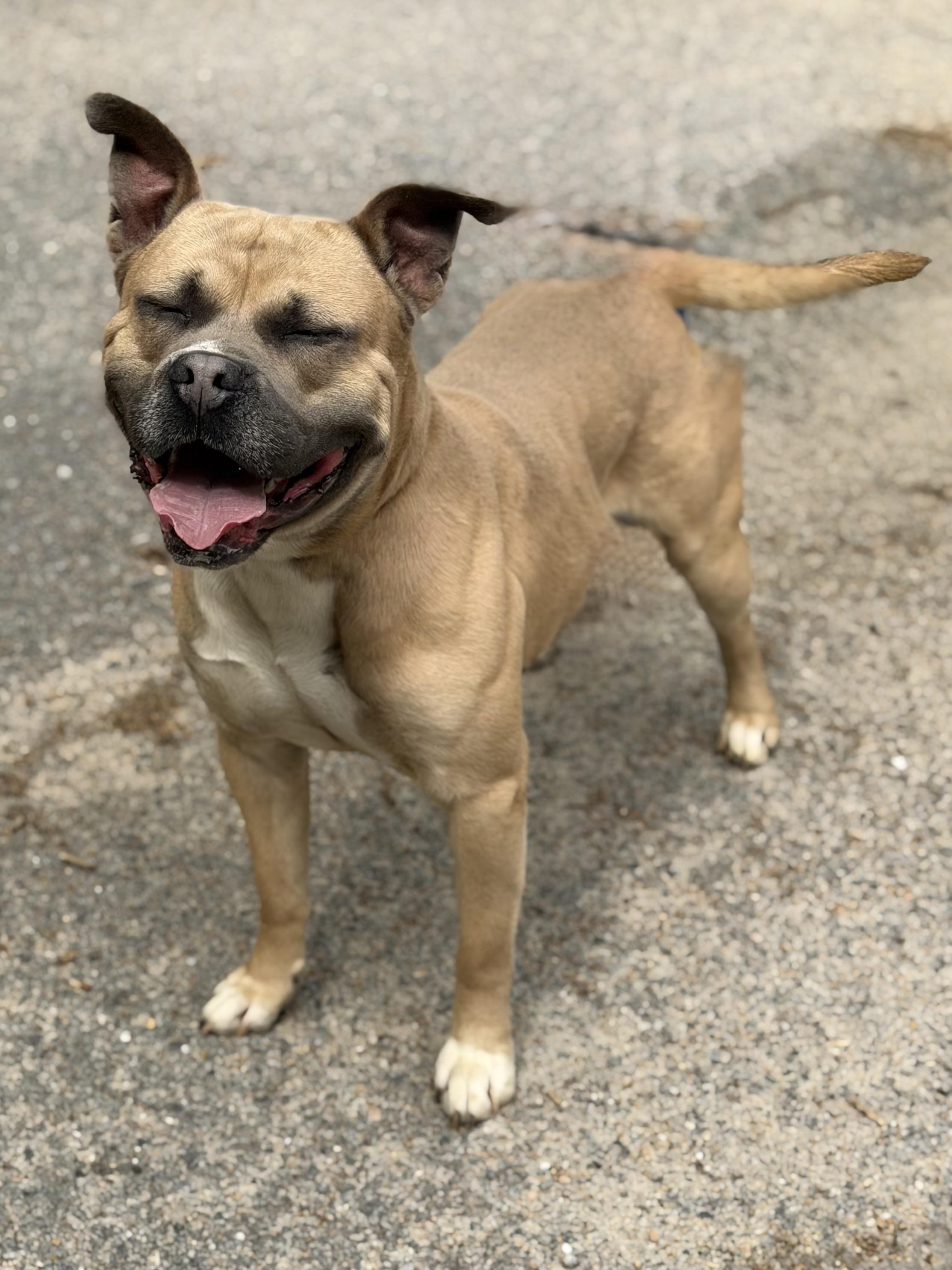 Enlarge Danny Boy, an adopted mixed breed in Petersburg, VA image 1/6