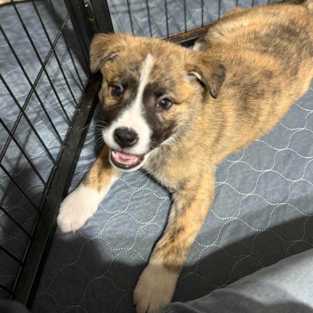 Enlarge Tracker (Green), a Adoptable mixed breed in Brainerd, MN image 1/3