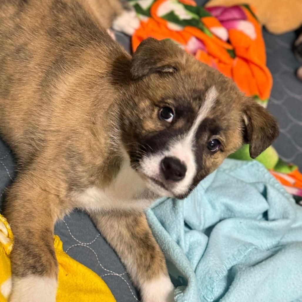 Enlarge Tracker (Green), a Adoptable mixed breed in Brainerd, MN image 2/3