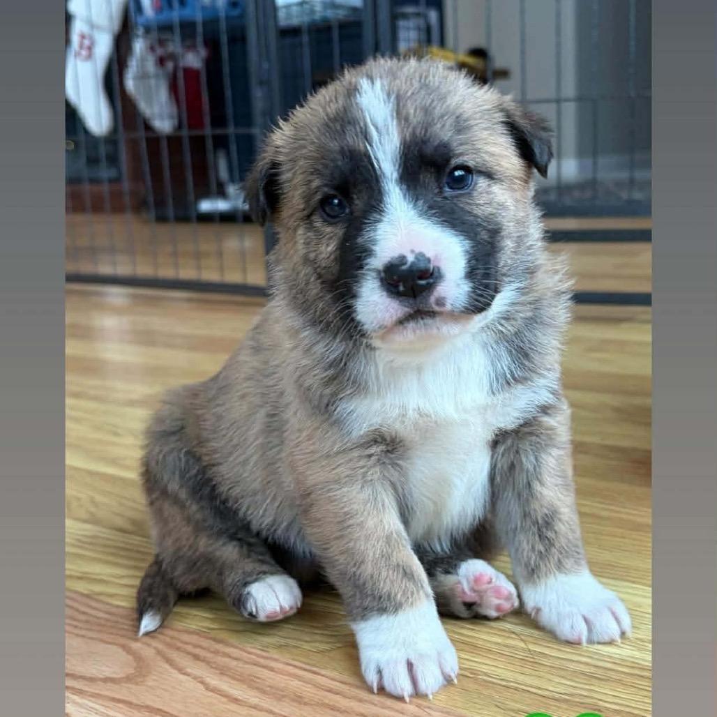 Enlarge Tracker (Green), a Adoptable mixed breed in Brainerd, MN image 3/3