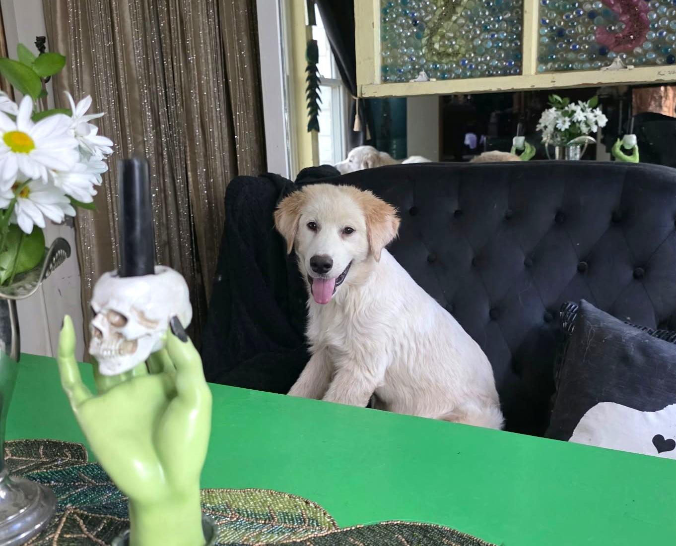 Harris SAT, Adoptable, Puppy Male Great Pyrenees.