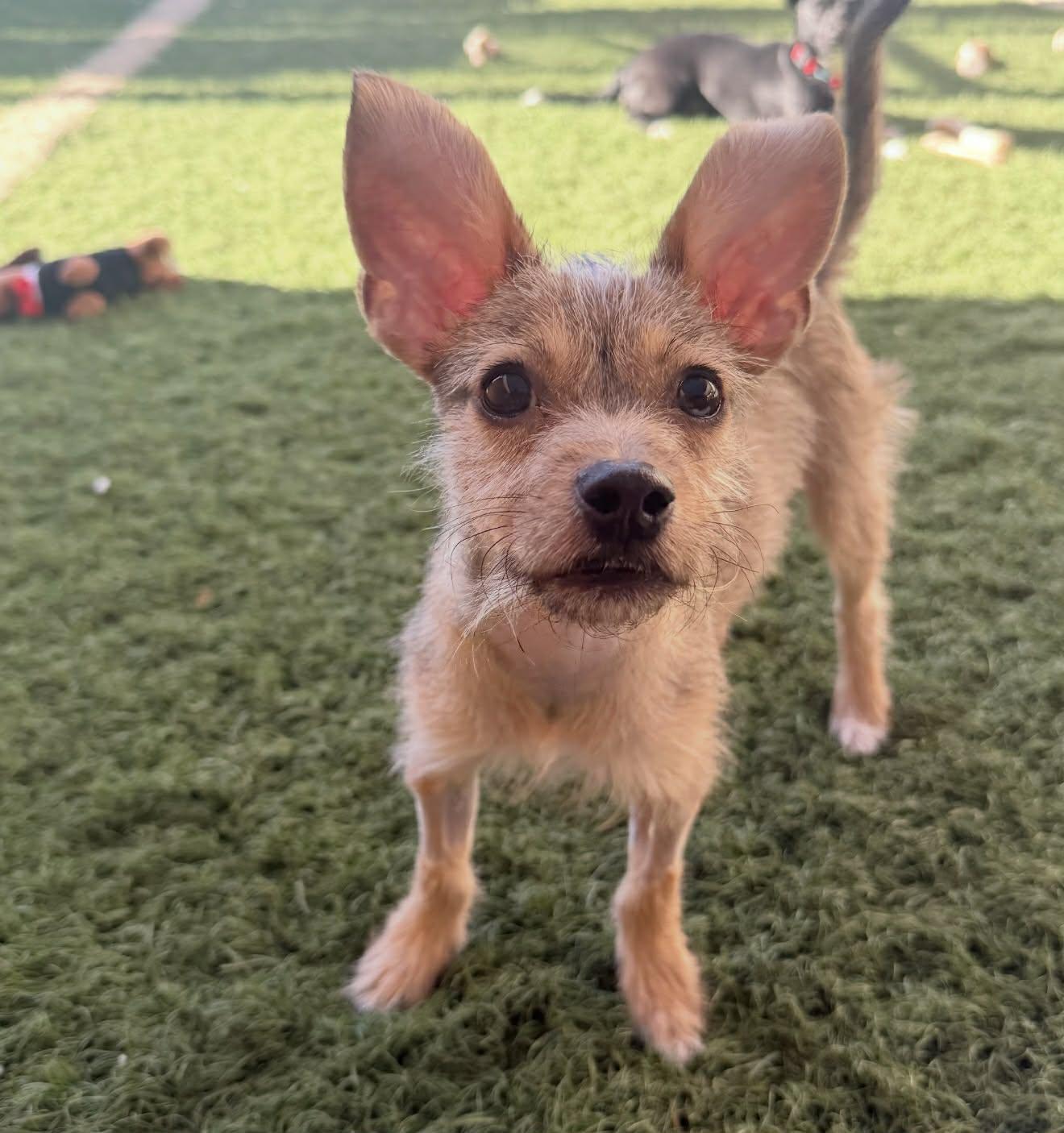Nacho, a Adoptable mixed breed in PHOENIX, AZ image 2/6