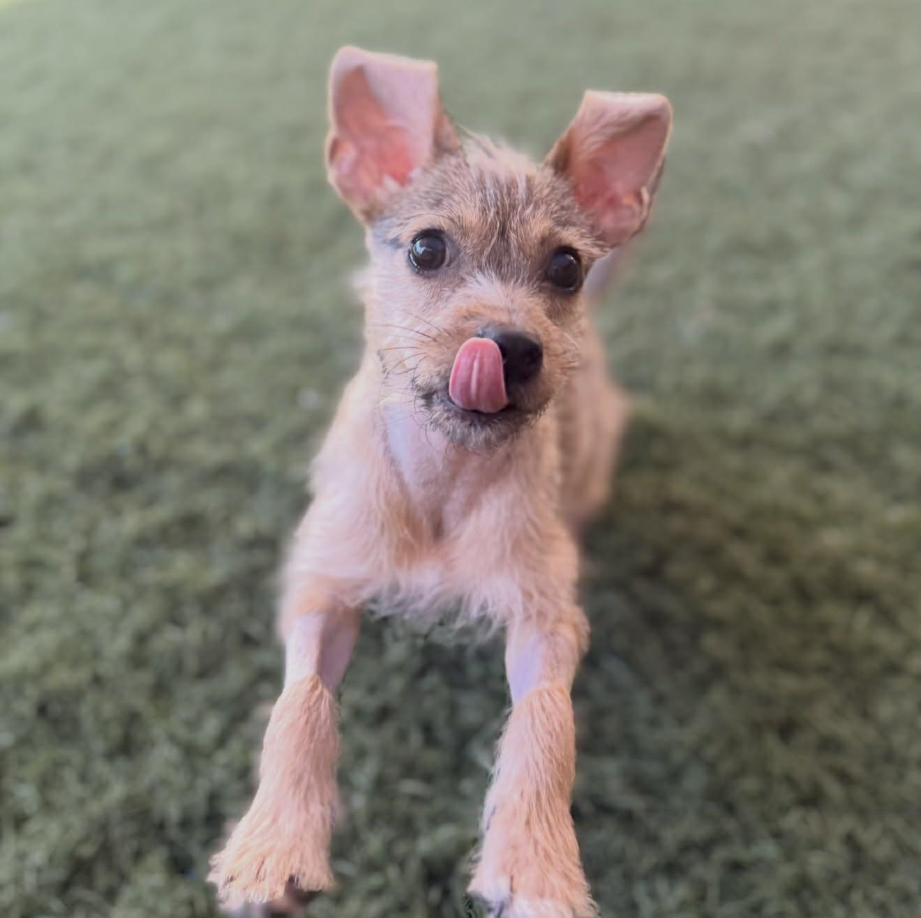 Nacho, a Adoptable mixed breed in PHOENIX, AZ image 3/6
