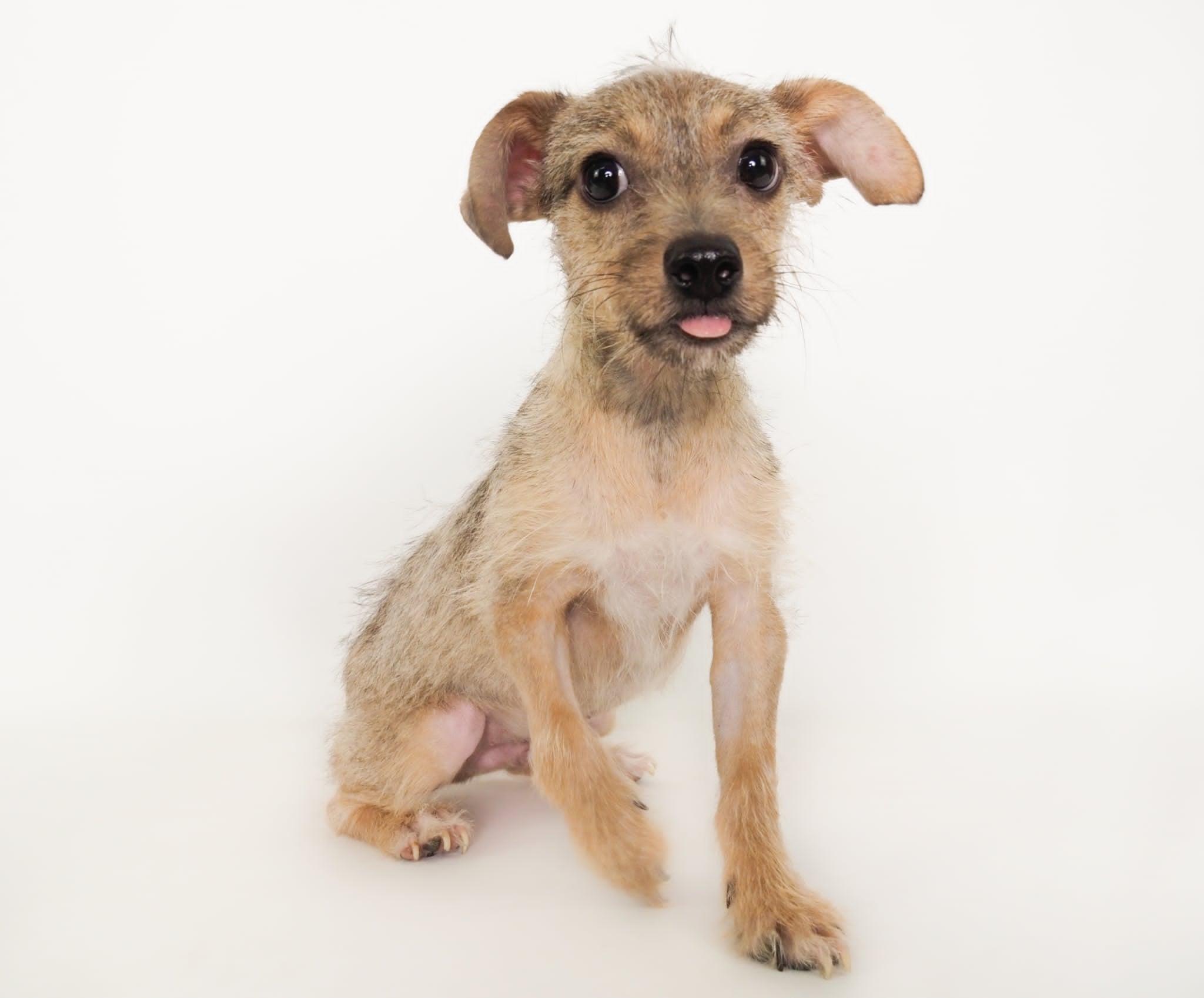 Nacho, a Adoptable mixed breed in PHOENIX, AZ image 1/6