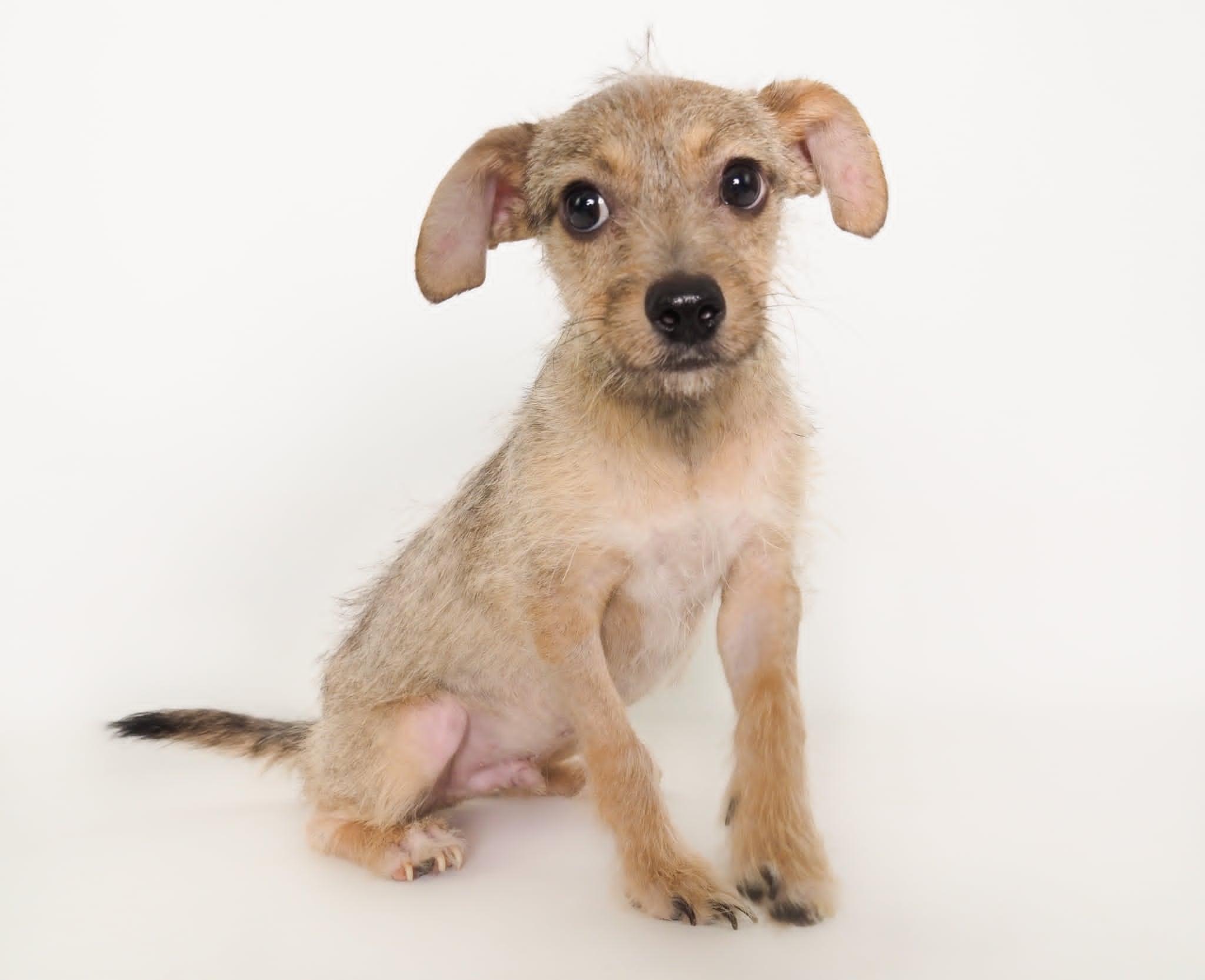 Nacho, a Adoptable mixed breed in PHOENIX, AZ image 6/6