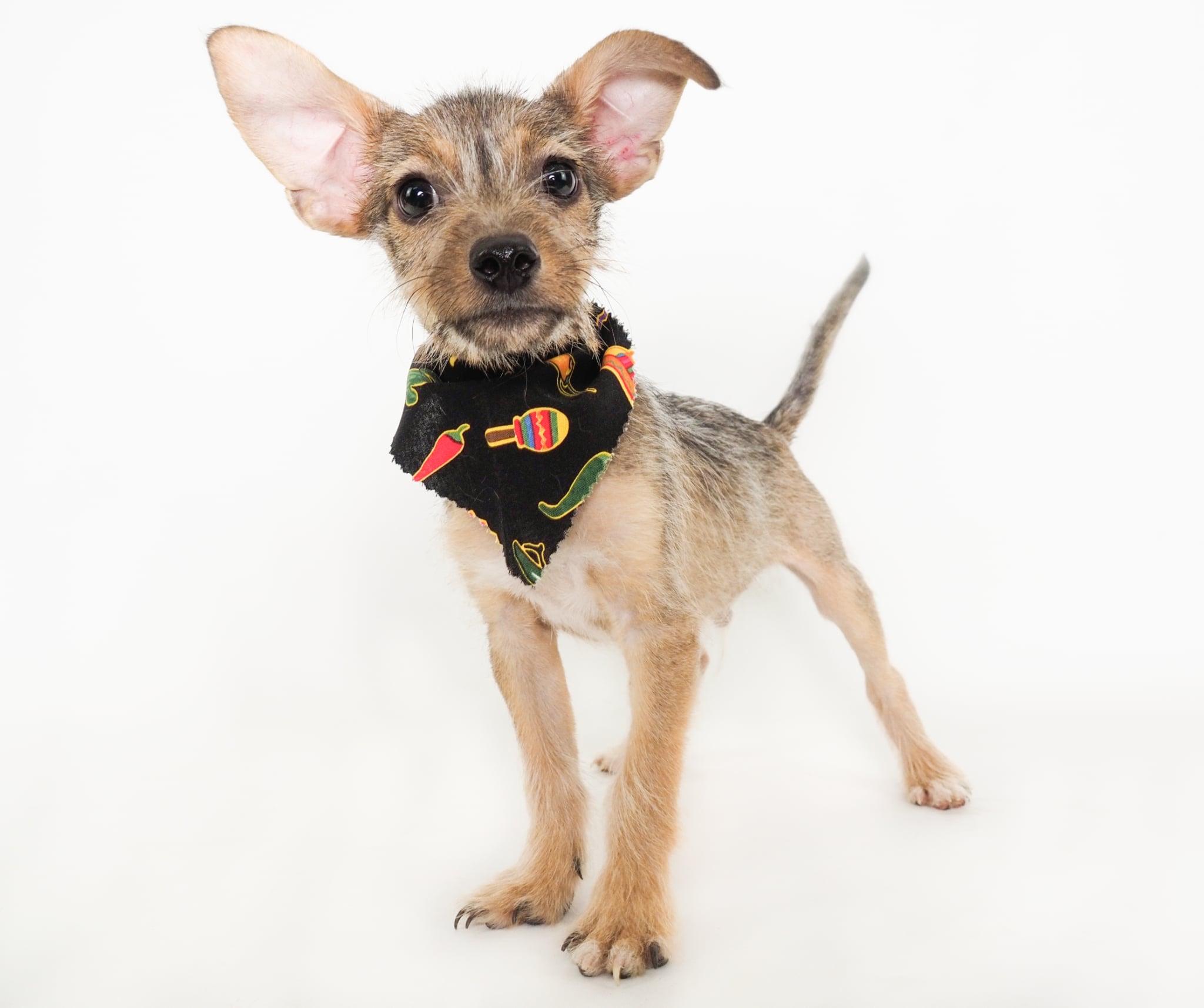 Nacho, a Adoptable mixed breed in PHOENIX, AZ image 4/6