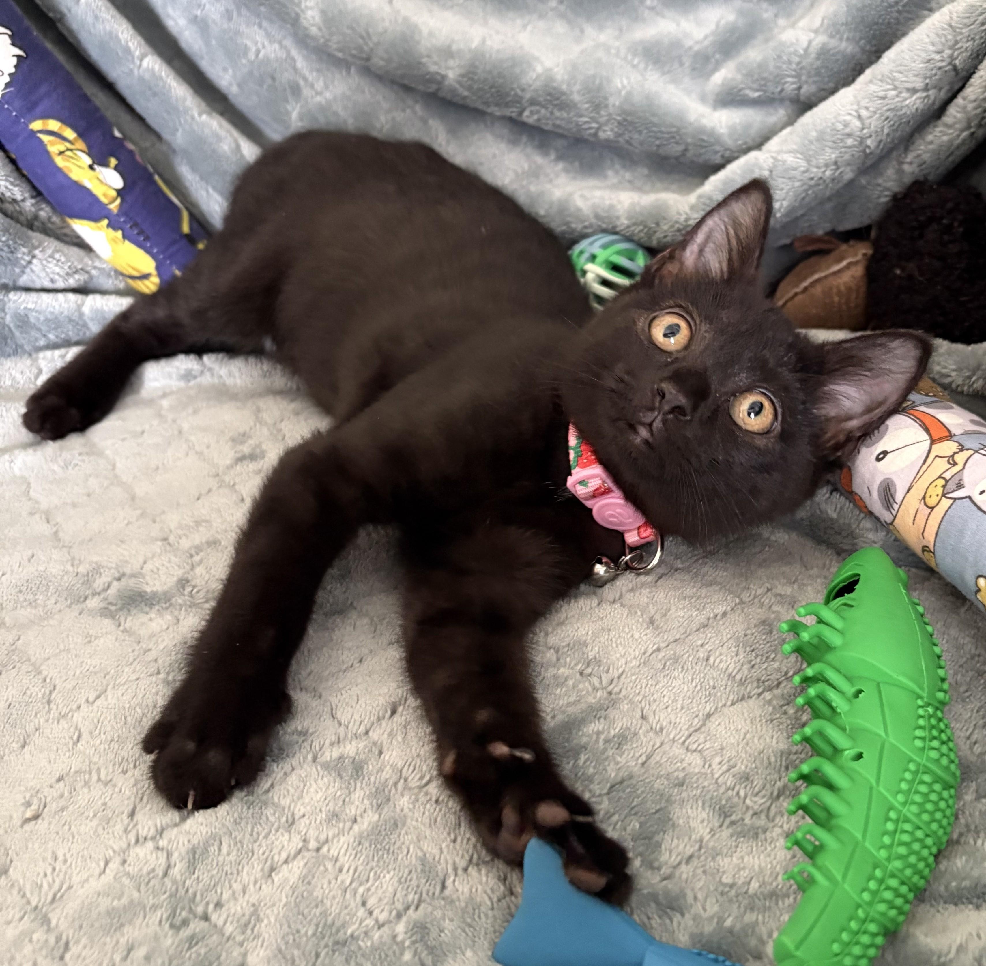 Hickorywood (boy) and Mahoganywood (girl), an adopted Domestic Short Hair in Columbus, OH image 2/6