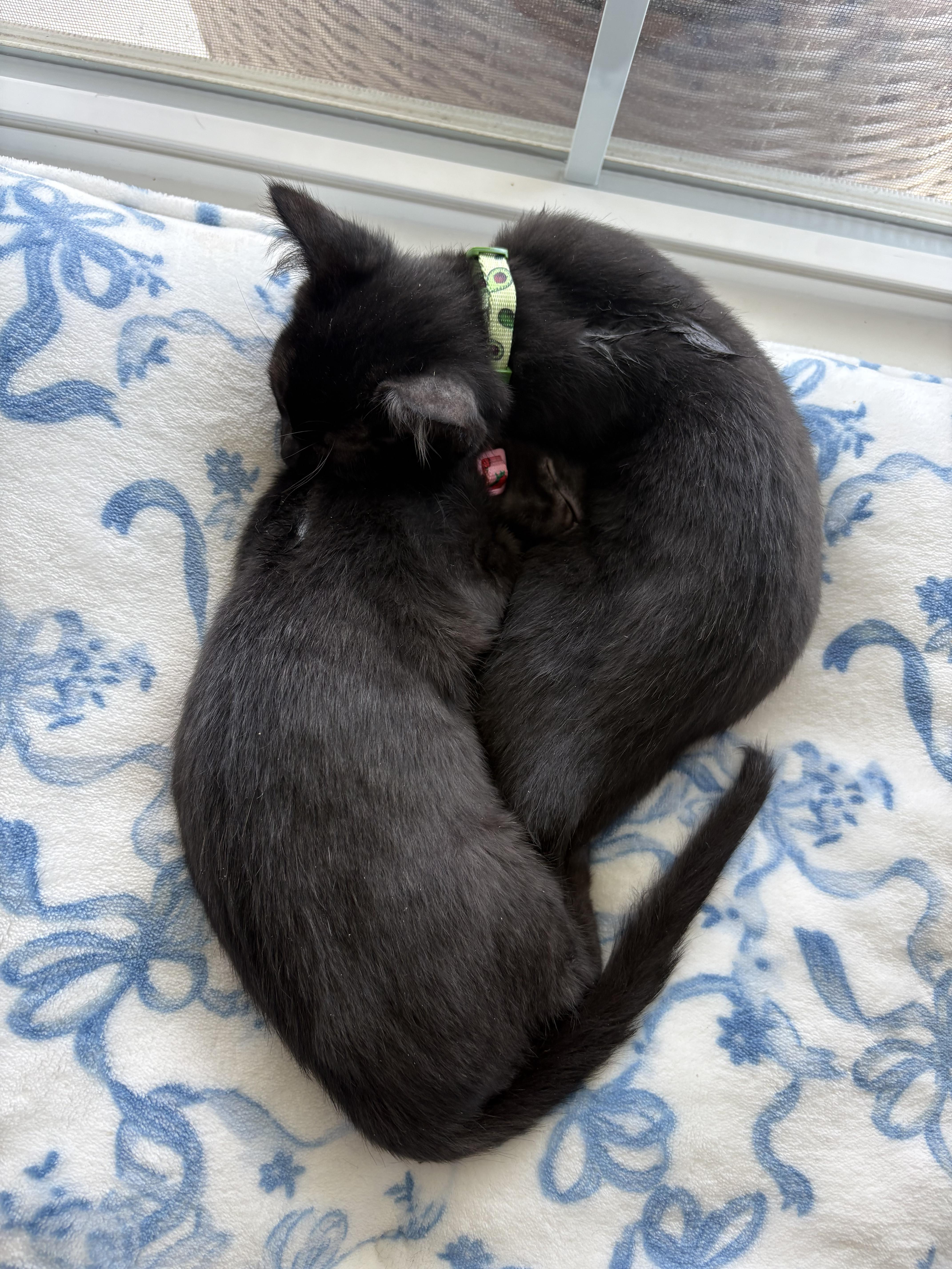 Hickorywood (boy) and Mahoganywood (girl), an adopted Domestic Short Hair in Columbus, OH image 5/6