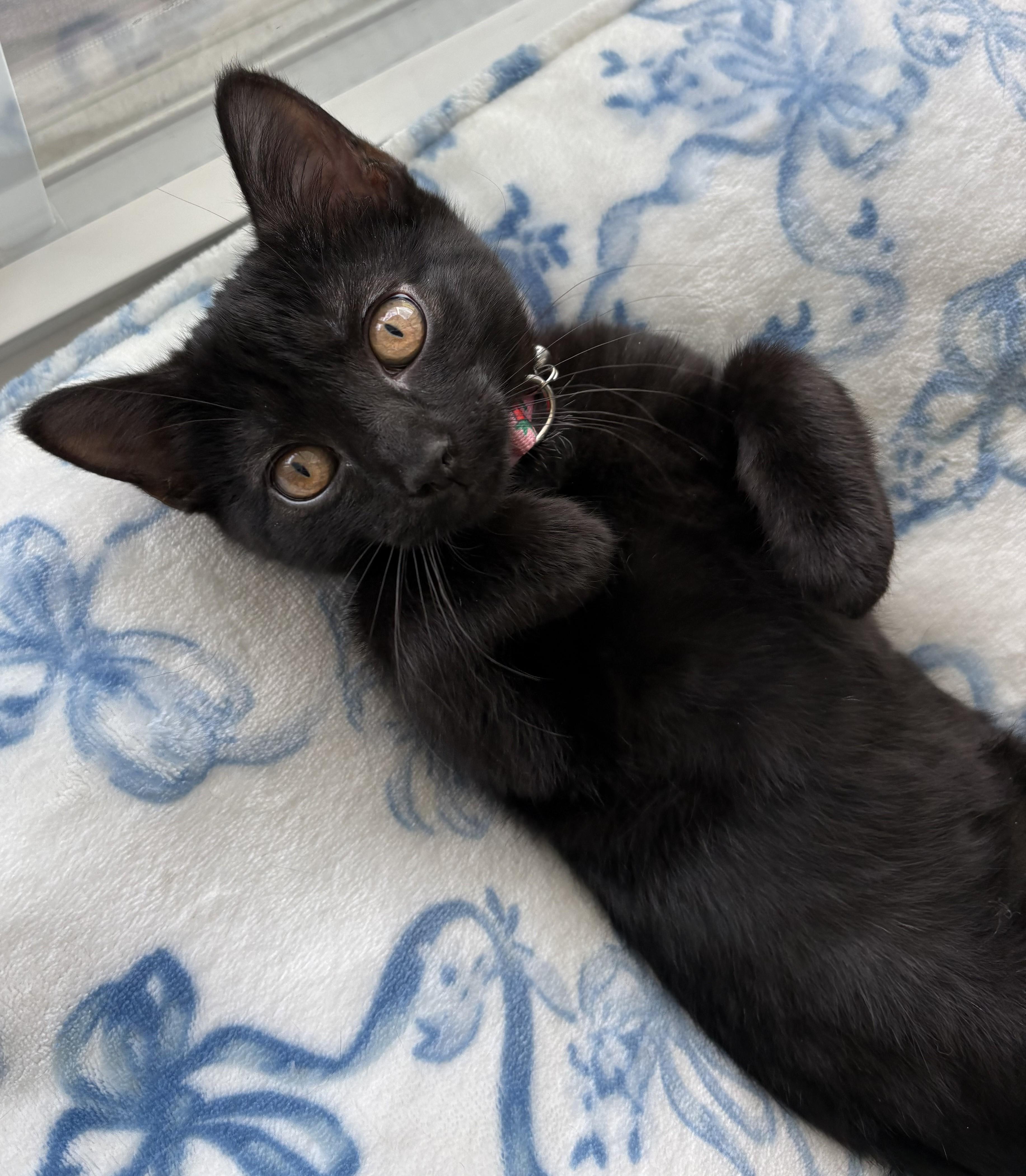 Hickorywood (boy) and Mahoganywood (girl), an adopted Domestic Short Hair in Columbus, OH image 3/6