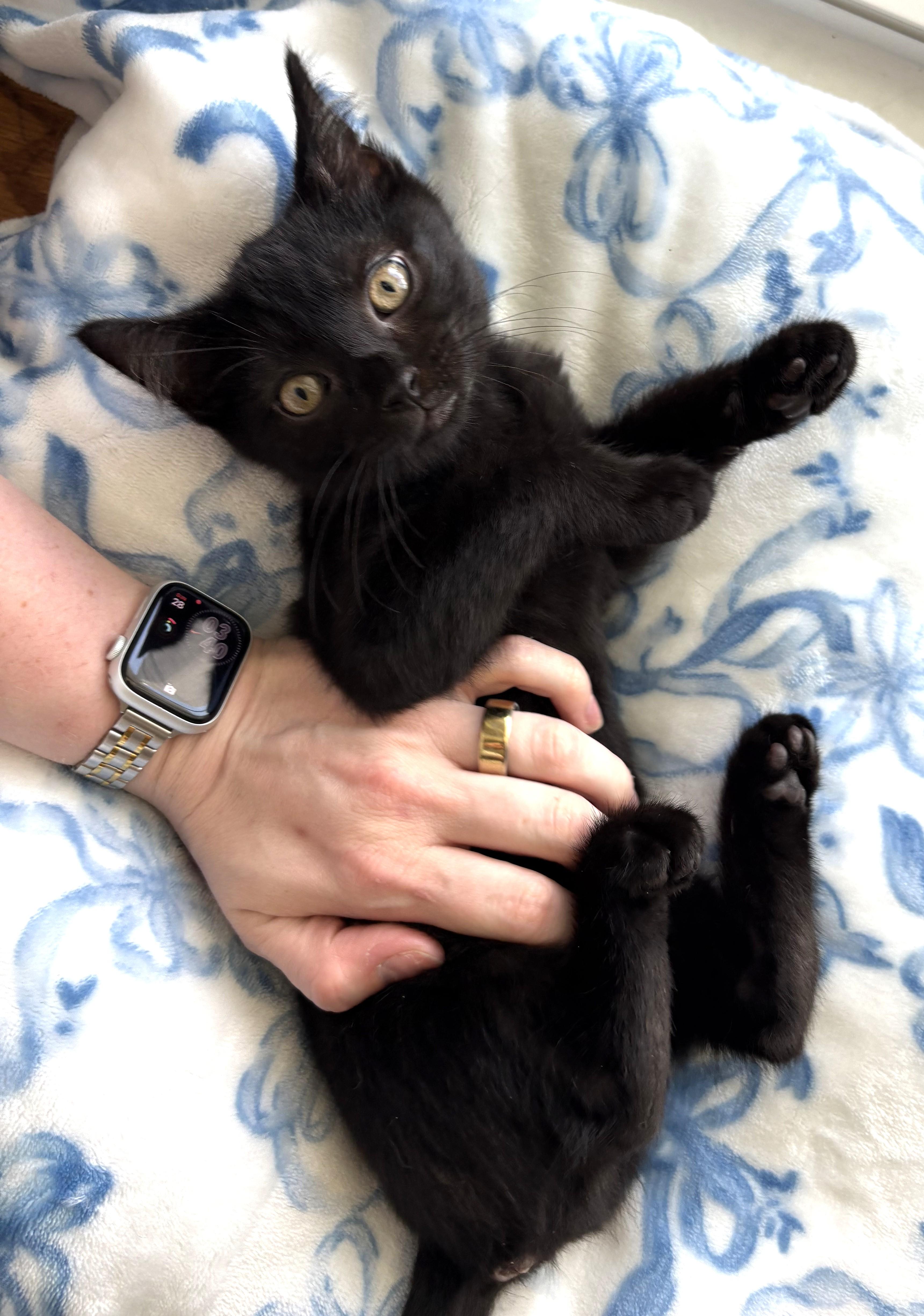 Hickorywood (boy) and Mahoganywood (girl), an adopted Domestic Short Hair in Columbus, OH image 6/6