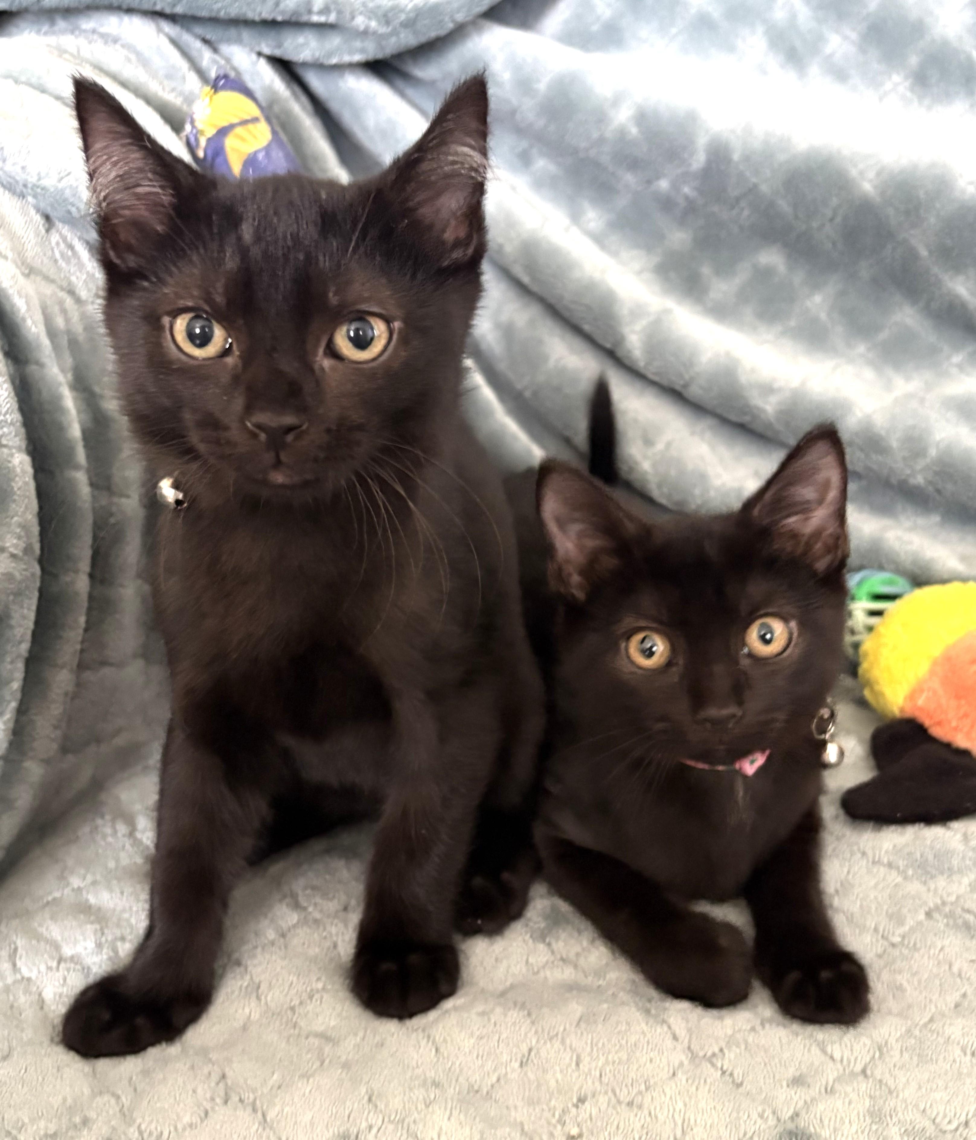 Hickorywood (boy) and Mahoganywood (girl), adopted, Kitten Male Domestic Short Hair.