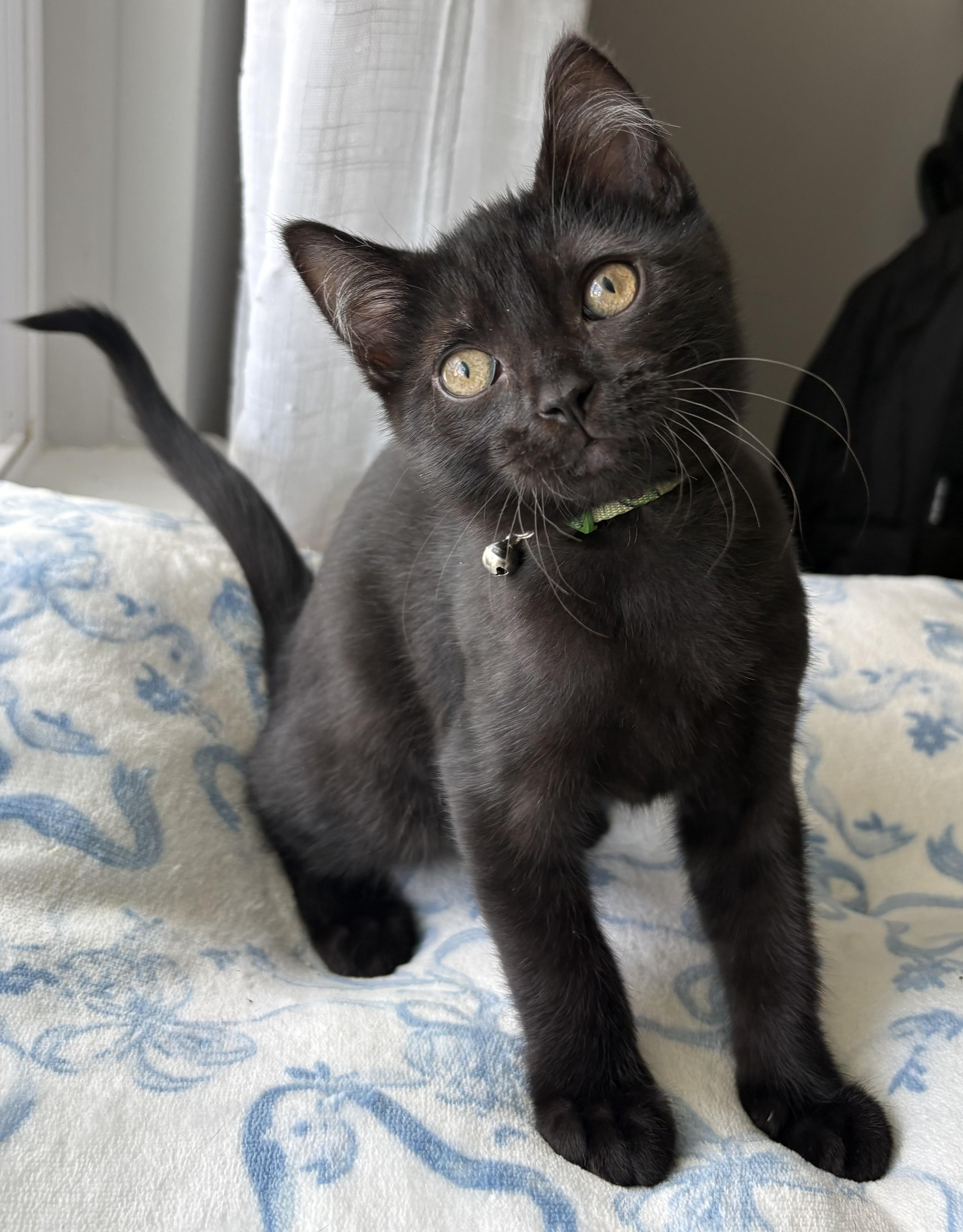 Hickorywood (boy) and Mahoganywood (girl), an adopted Domestic Short Hair in Columbus, OH image 4/6