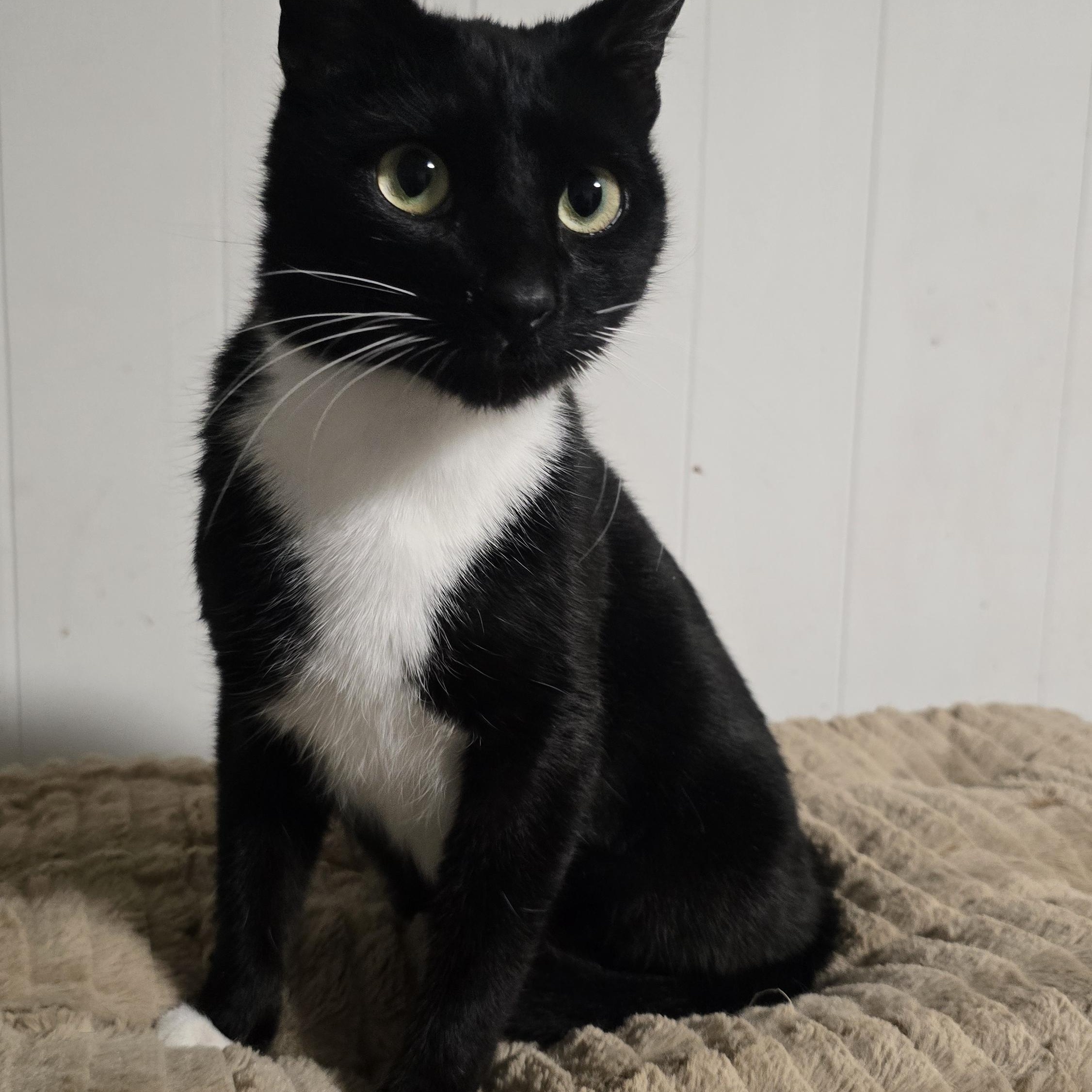 B.B, adopted, Adult Female Tuxedo.