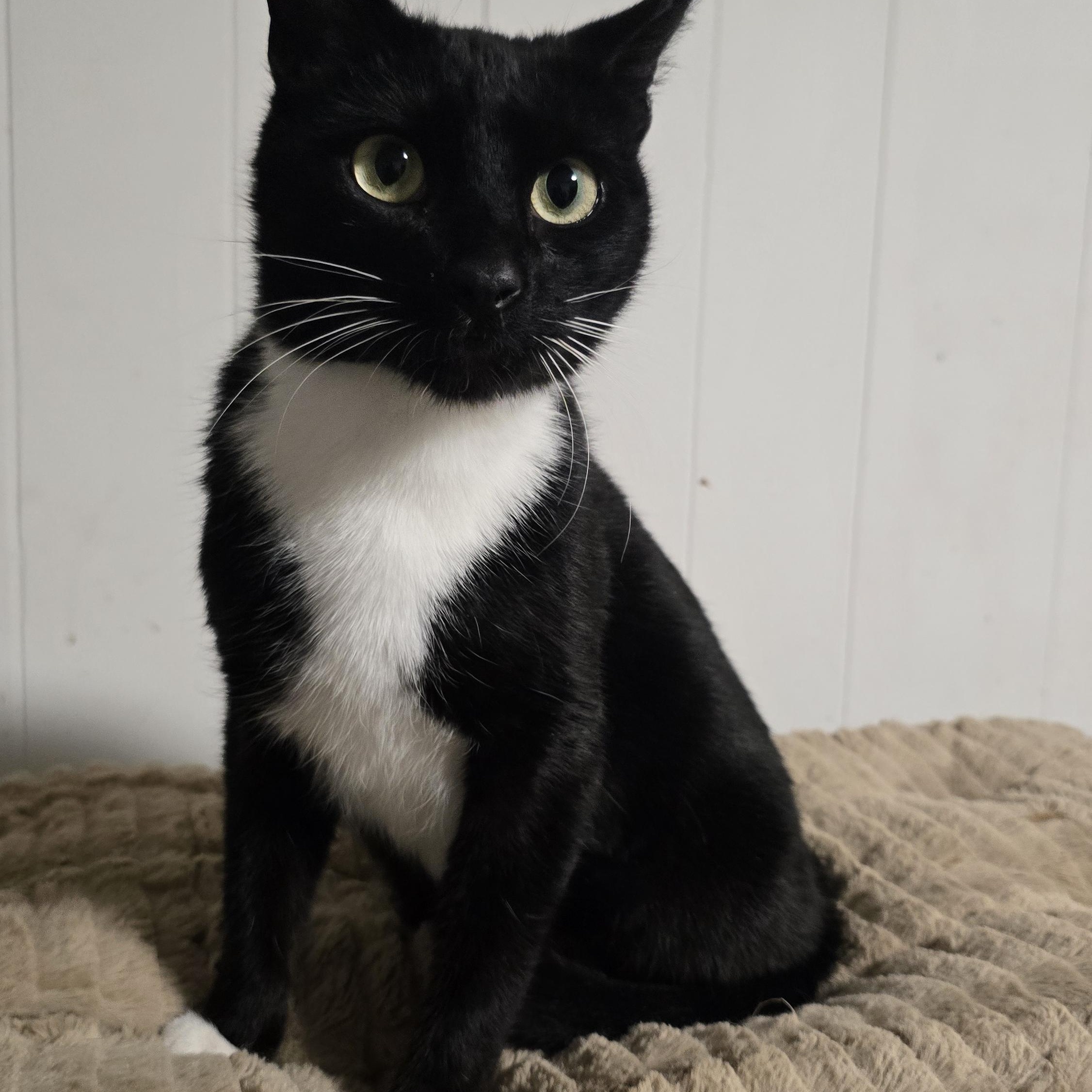 B.B, an adopted Tuxedo in Lawrenceville, GA image 3/4