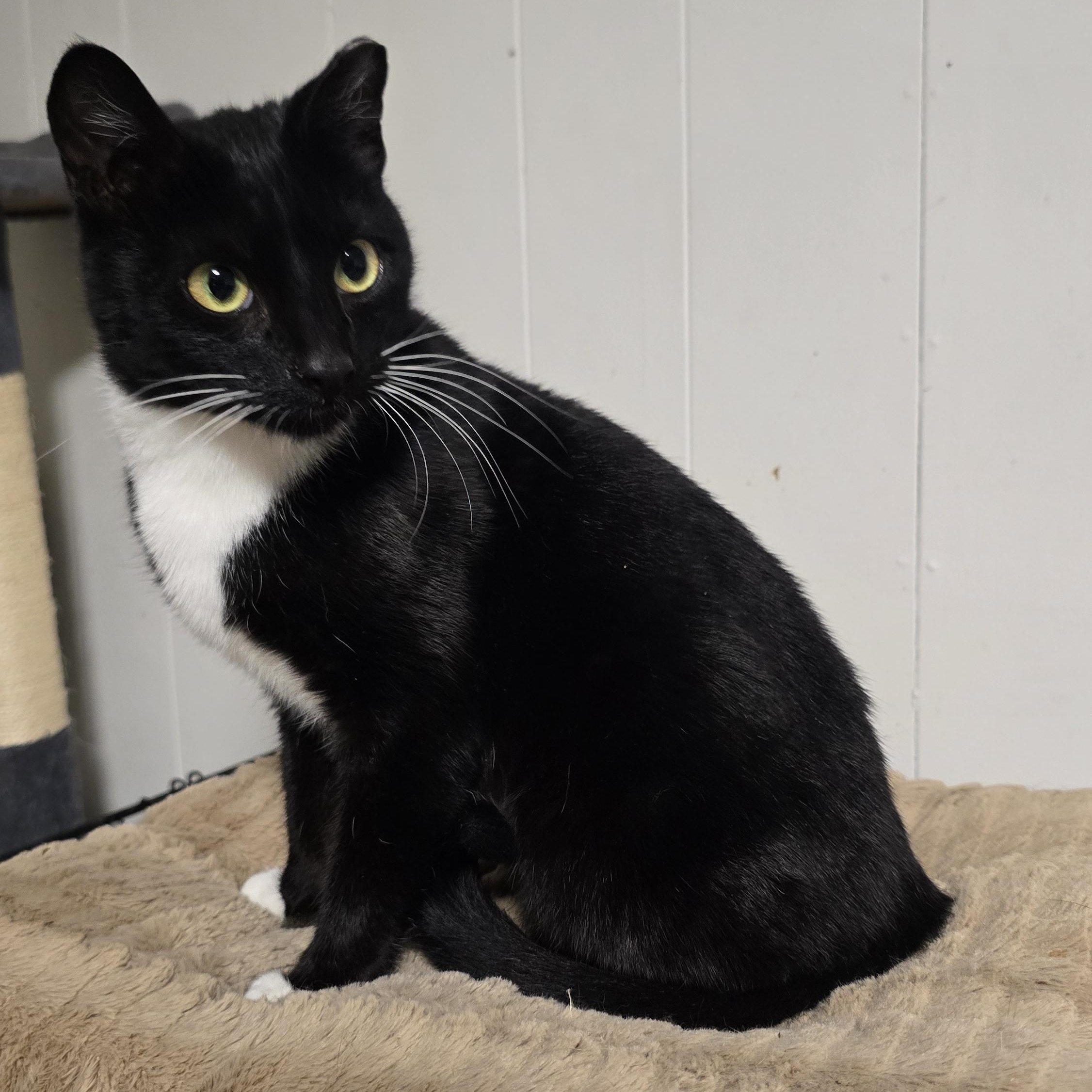 B.B, an adopted Tuxedo in Lawrenceville, GA image 4/4