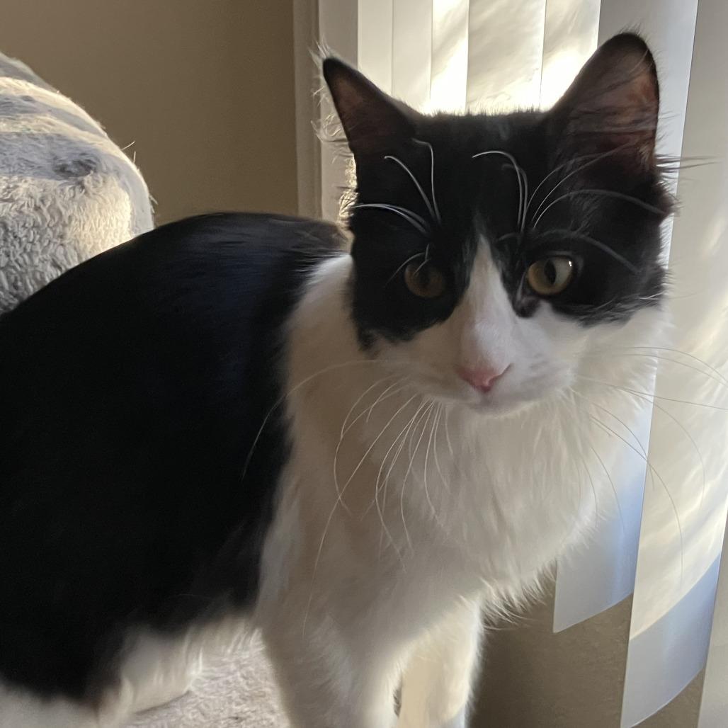 Enlarge Patootie, a Adoptable Domestic Long Hair in St. Paul, MN image 1/6