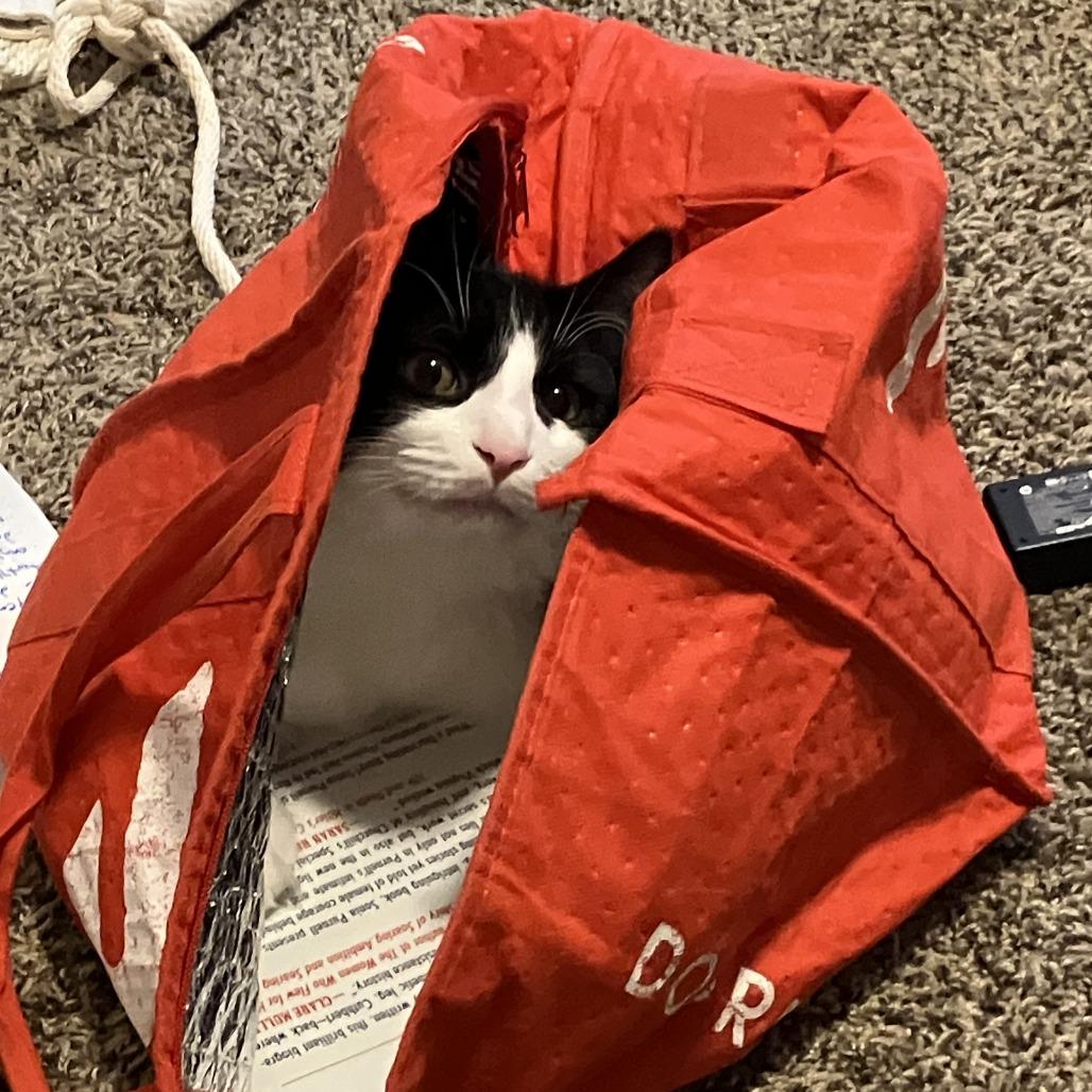 Enlarge Patootie, a Adoptable Domestic Long Hair in St. Paul, MN image 2/6