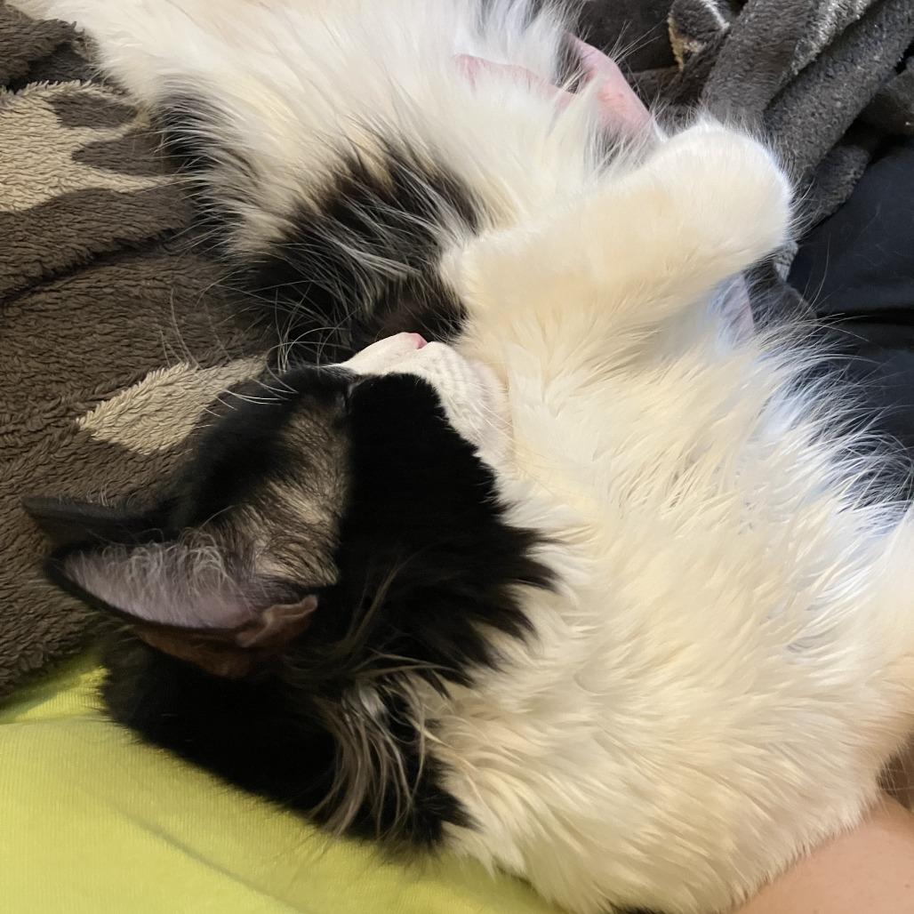 Enlarge Patootie, a Adoptable Domestic Long Hair in St. Paul, MN image 3/6