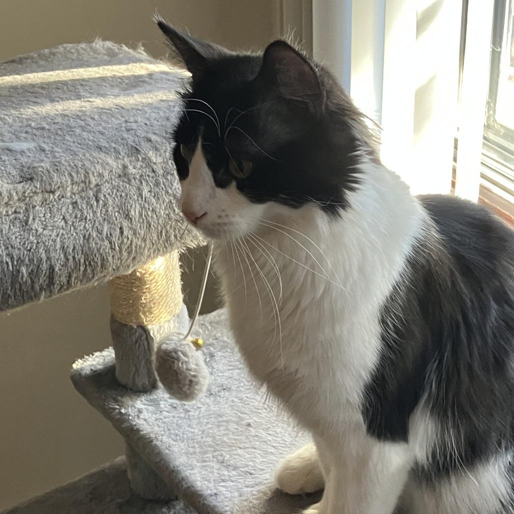 Enlarge Patootie, a Adoptable Domestic Long Hair in St. Paul, MN image 4/6