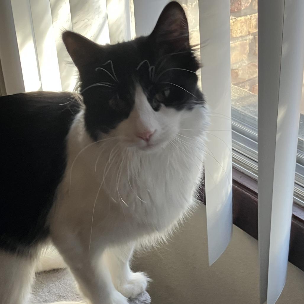 Enlarge Patootie, a Adoptable Domestic Long Hair in St. Paul, MN image 5/6