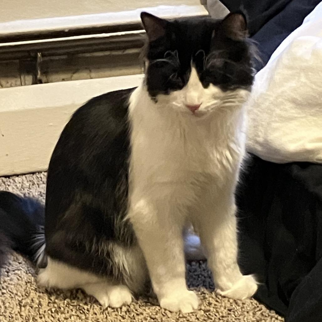 Enlarge Patootie, a Adoptable Domestic Long Hair in St. Paul, MN image 6/6