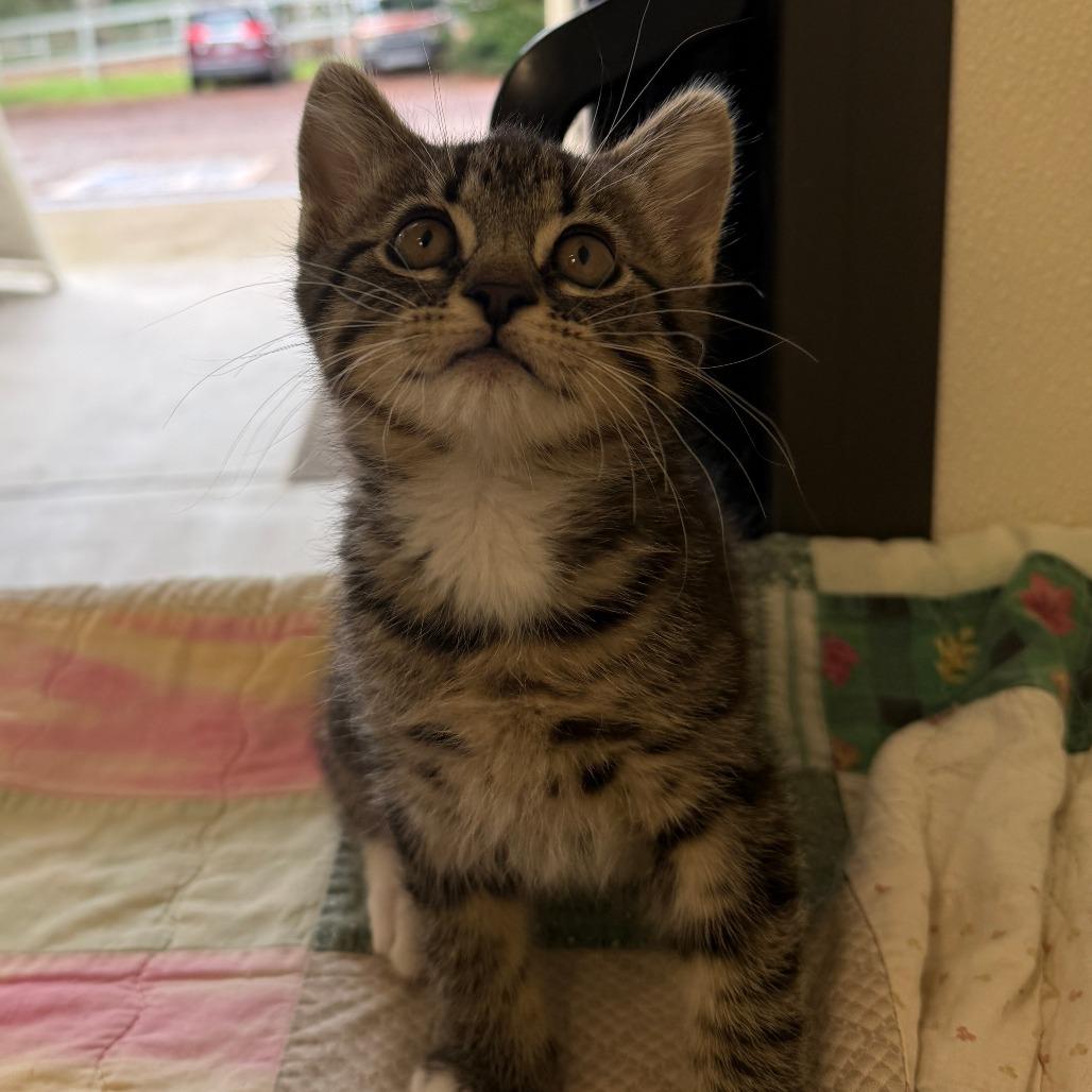 Angel, Adoptable, Kitten Male Domestic Short Hair.