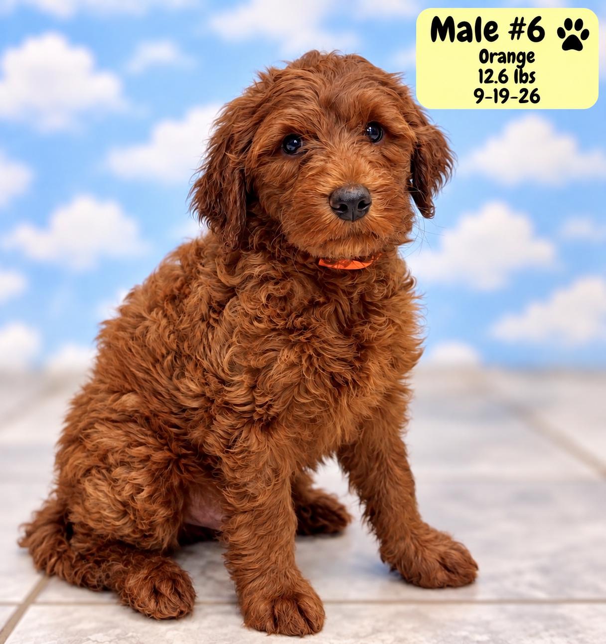 Enlarge Baxter, a Adoptable Labradoodle in El Segundo, CA image 1/6