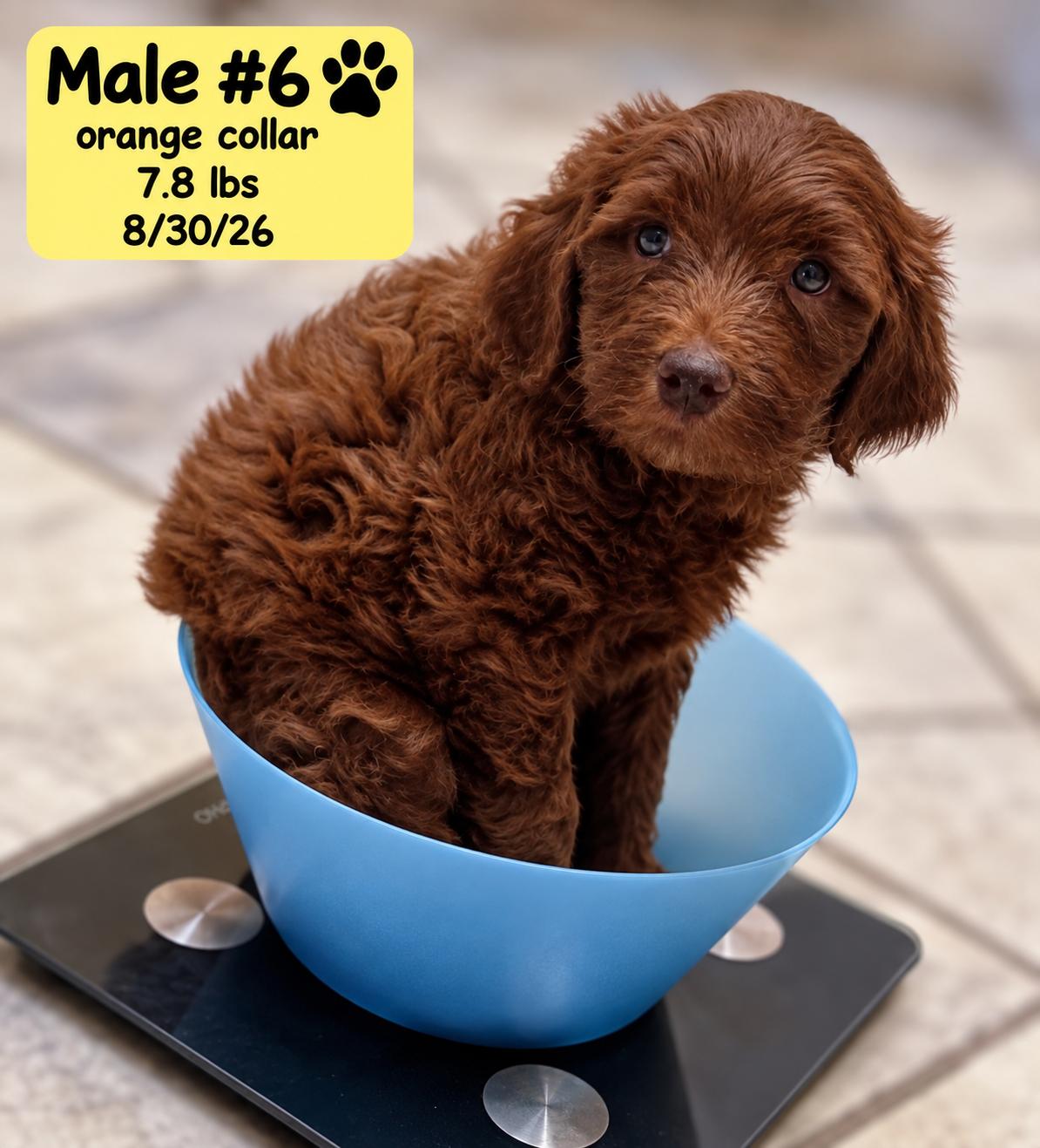 Enlarge Baxter, a Adoptable Labradoodle in El Segundo, CA image 4/6