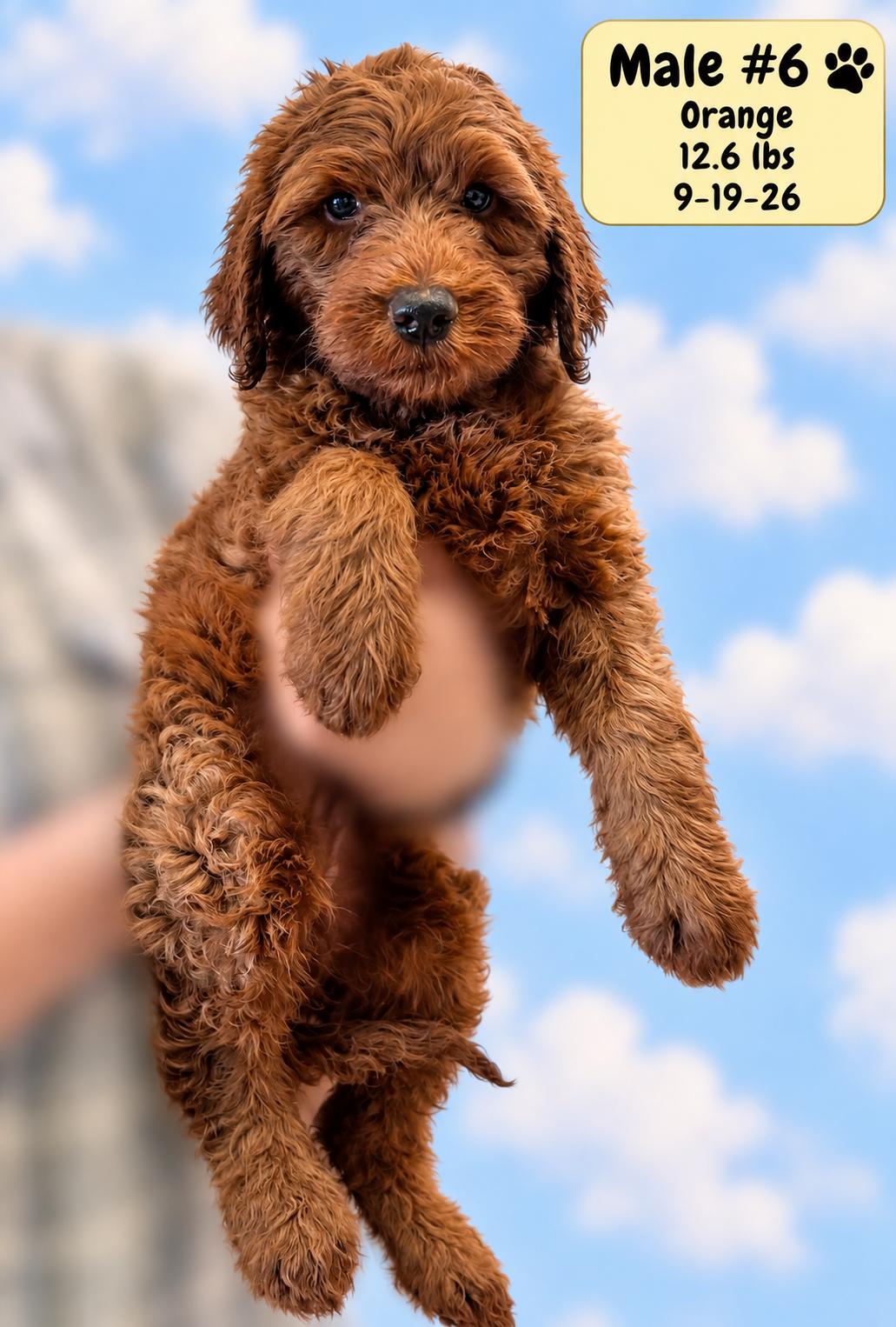 Enlarge Baxter, a Adoptable Labradoodle in El Segundo, CA image 2/6
